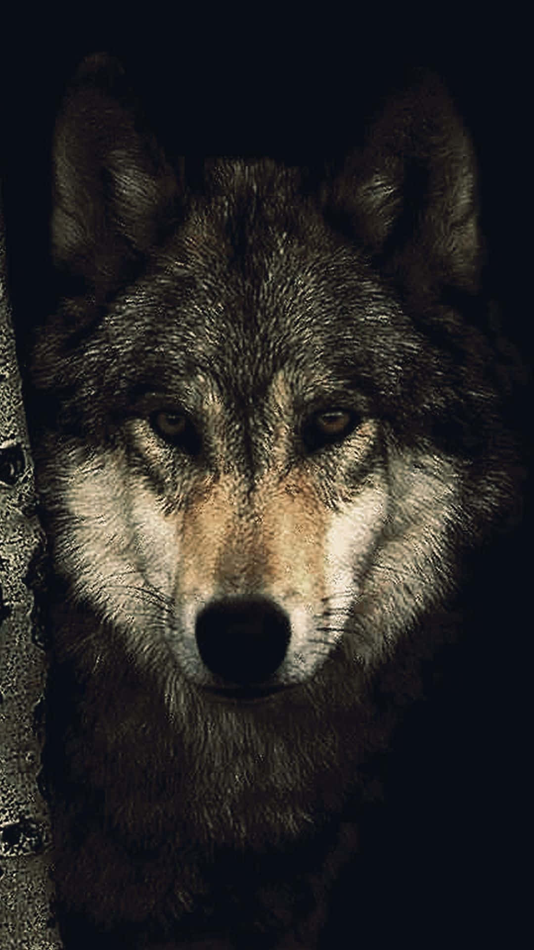 wolf, iPhone, close-up, Full HD Phone Wallpaper