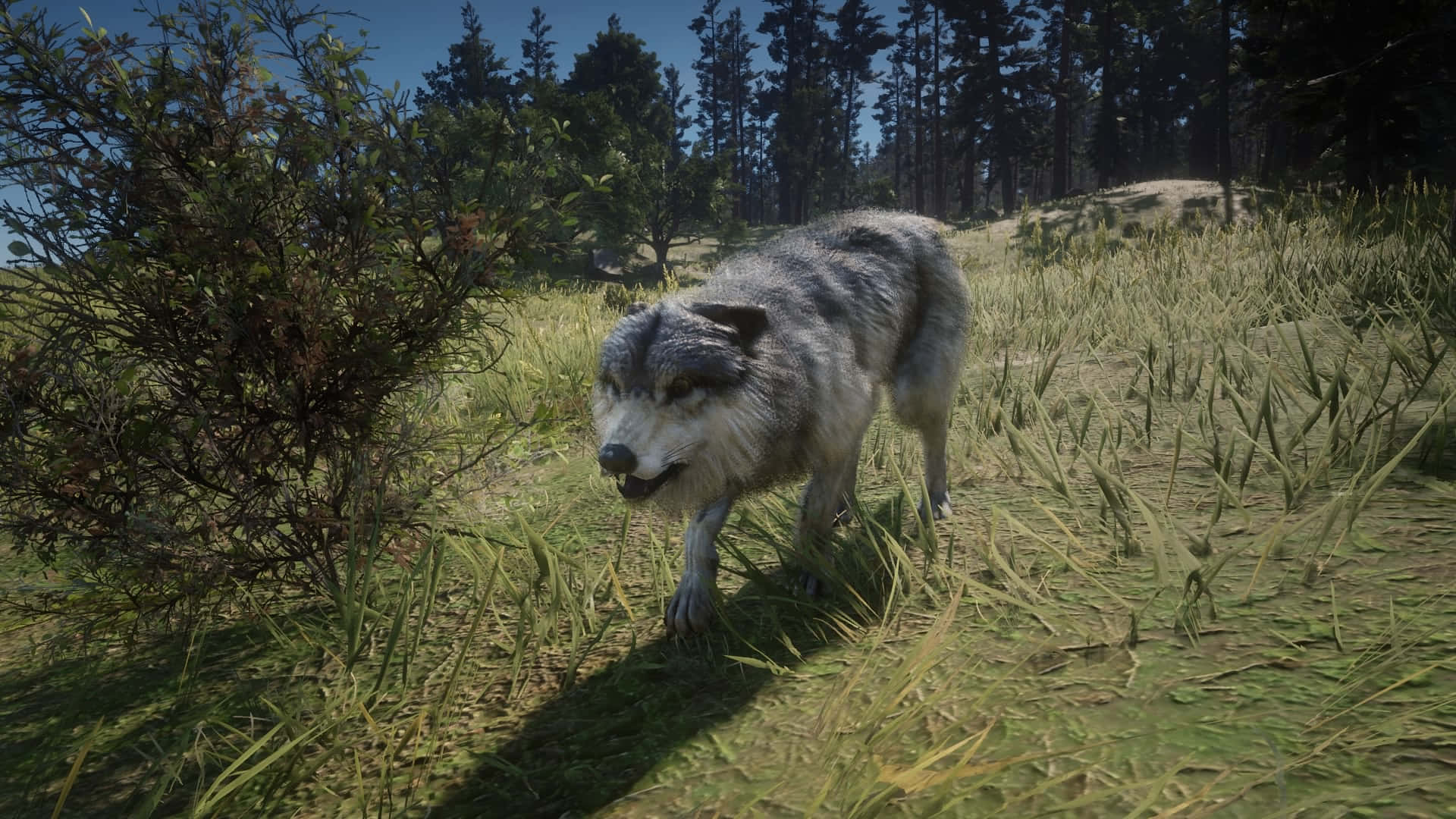 Wolf Attack, gray wolf, sunlit forest clearing, Full HD Desktop Wallpaper