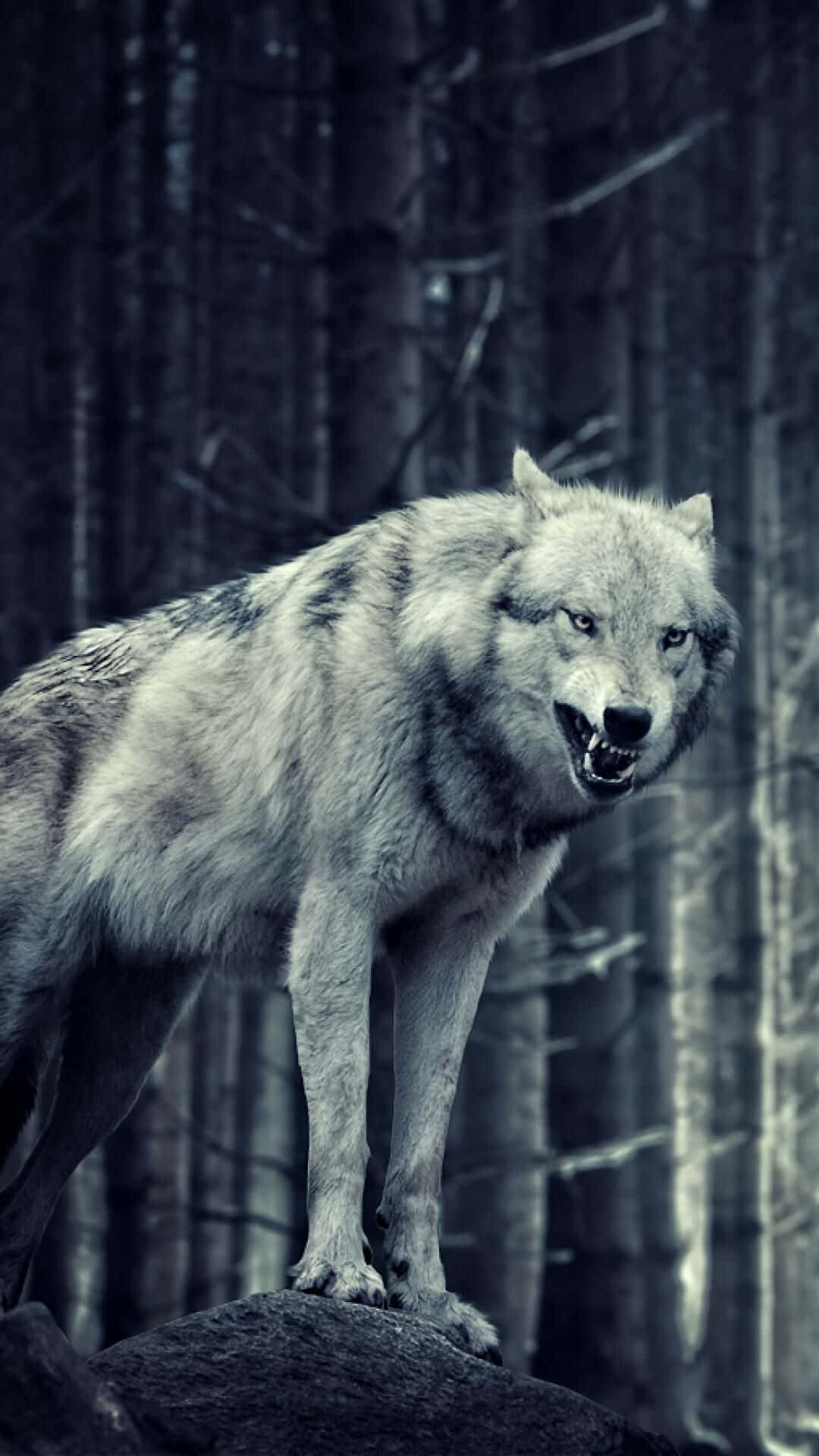 angry wolf, gray wolf, dark forest, Full HD Phone Wallpaper