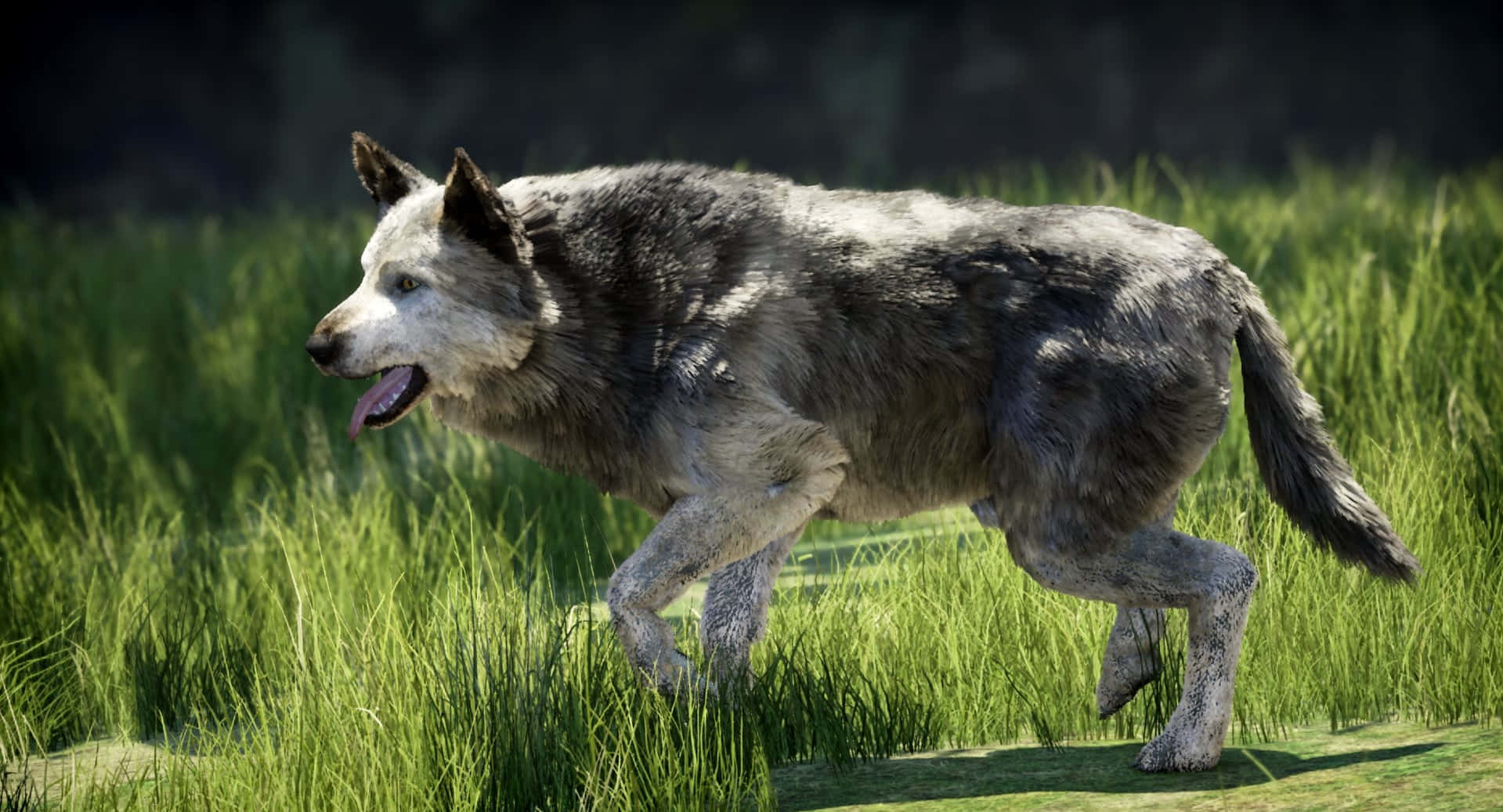 Wolf Attack, 1919 x 1037, gray wolf, HD Desktop Wallpaper