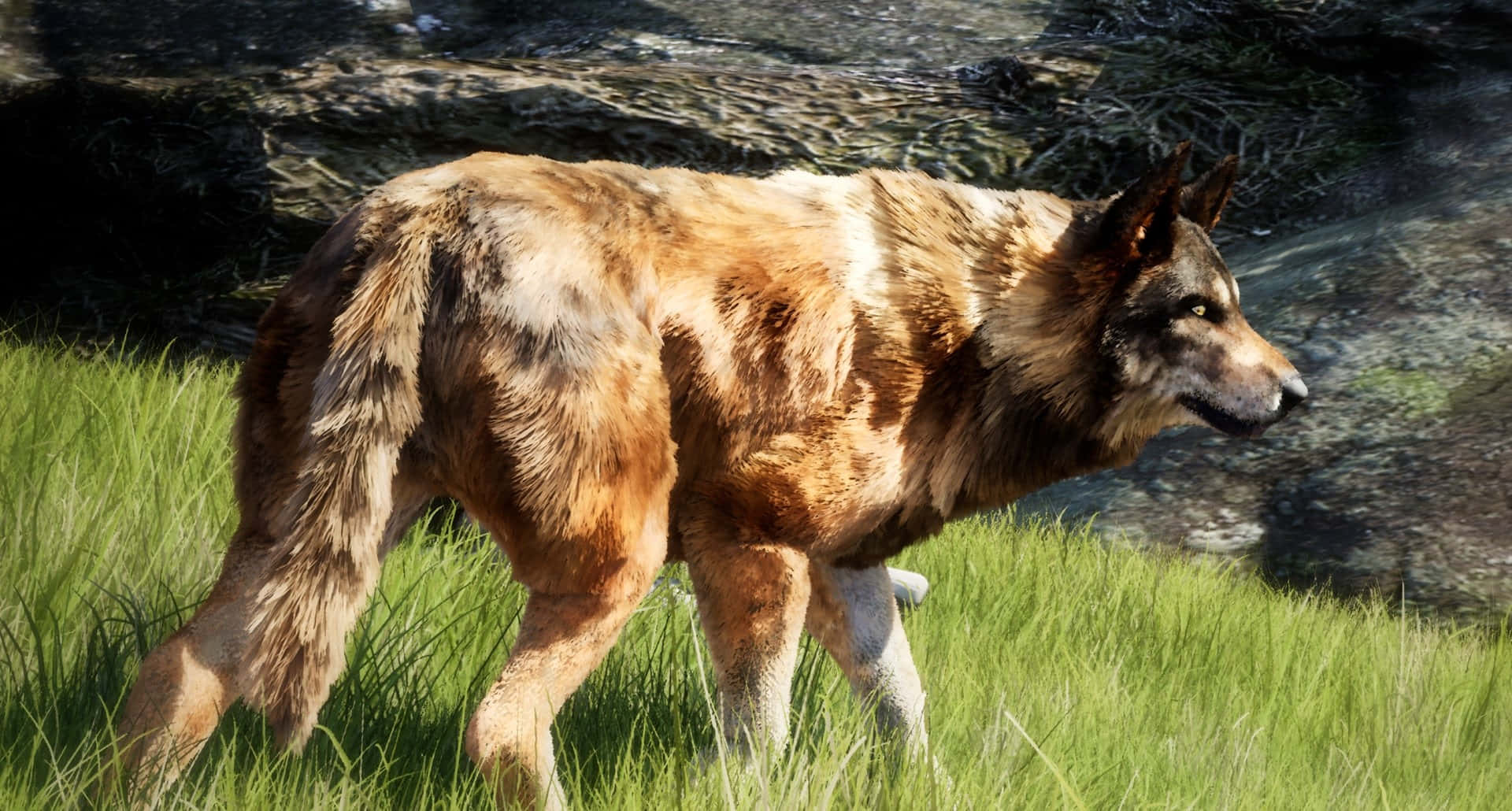 Wolf Attack, 1920 x 1030, golden brown fur, Full HD Desktop Wallpaper