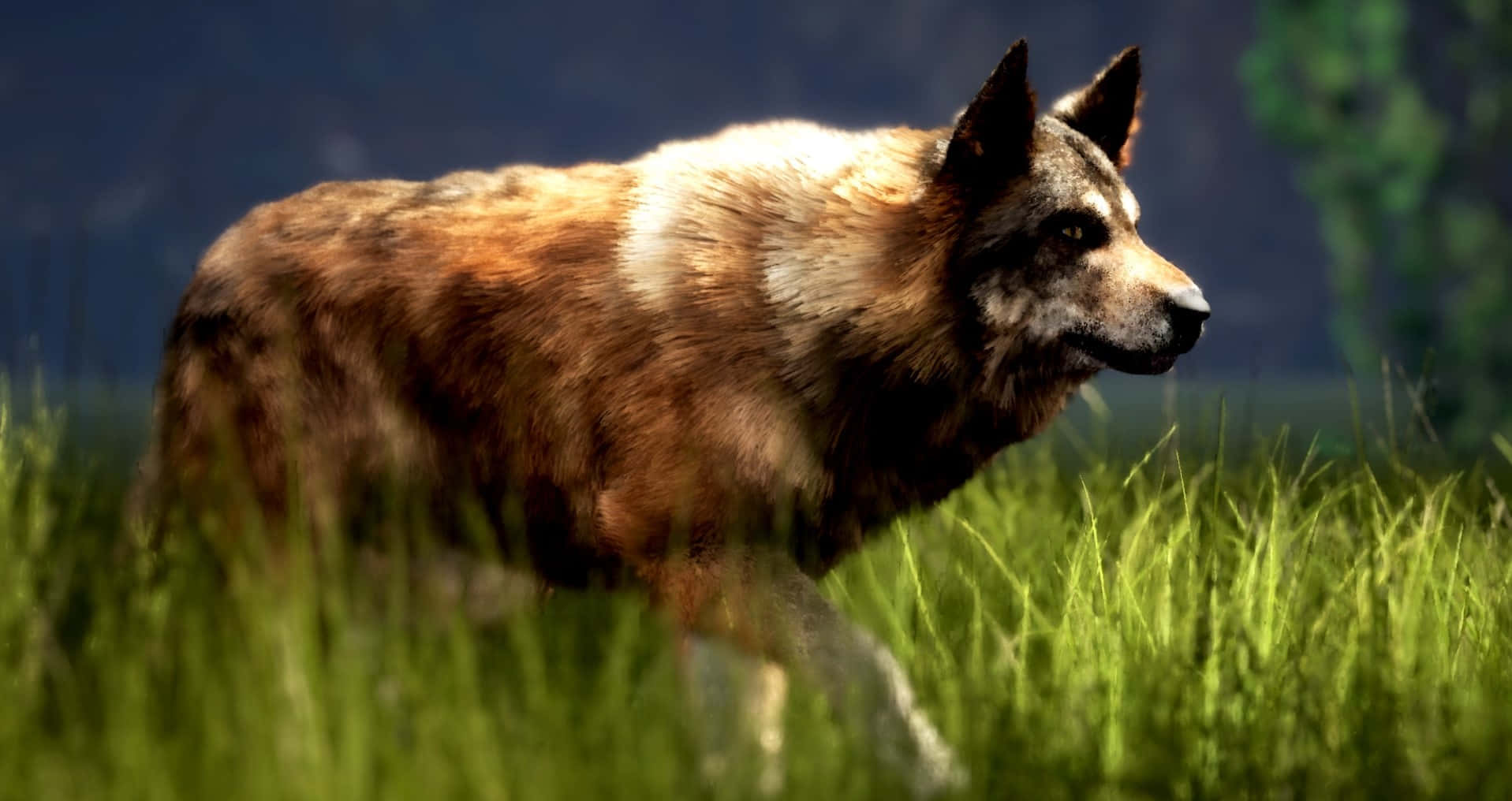 wolf attack, 1917 x 1016, brown and white fur, HD Desktop Wallpaper