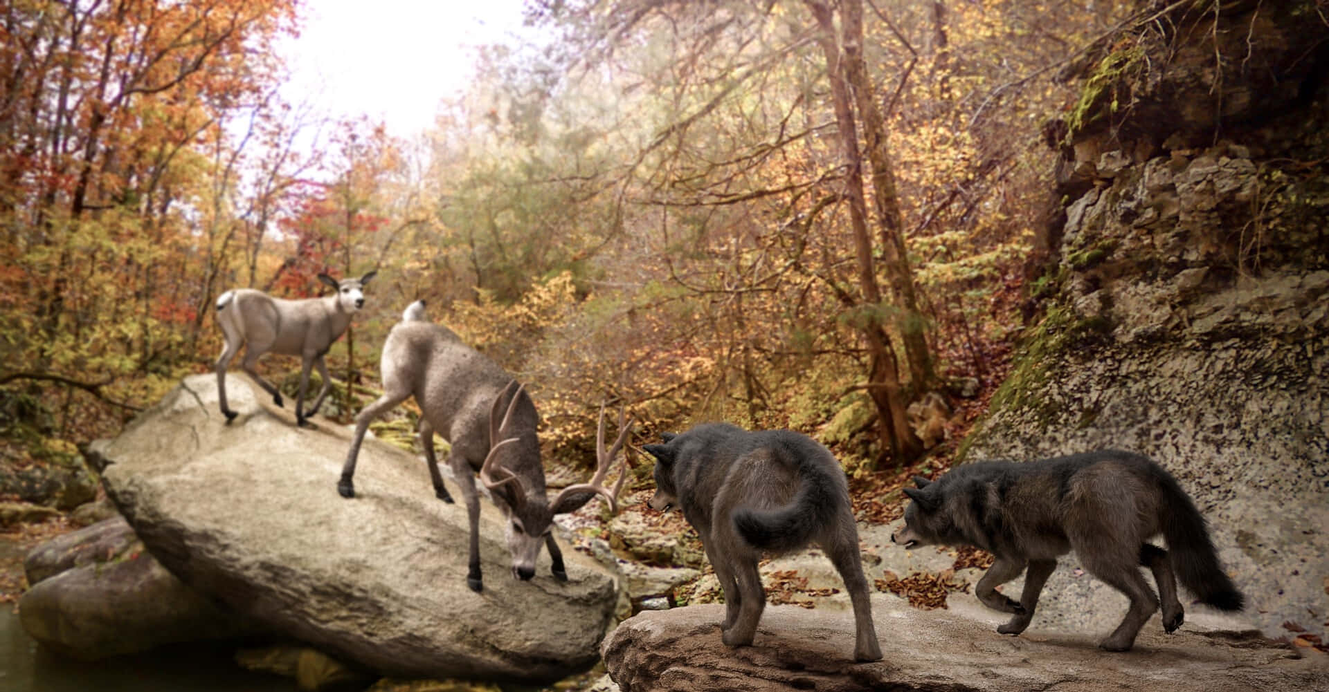 Wolf Attack, autumn forest, rocky streambed, Full HD Desktop Wallpaper