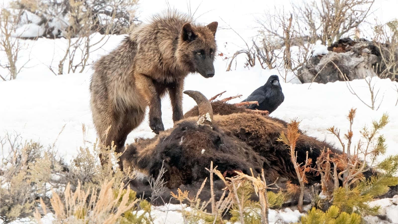 wolf, bison carcass, crow, HD Desktop Wallpaper