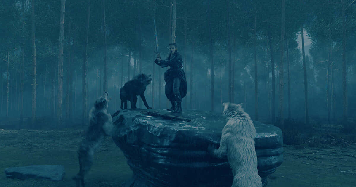wolf attack, forest, mossy rock, SD Desktop Wallpaper