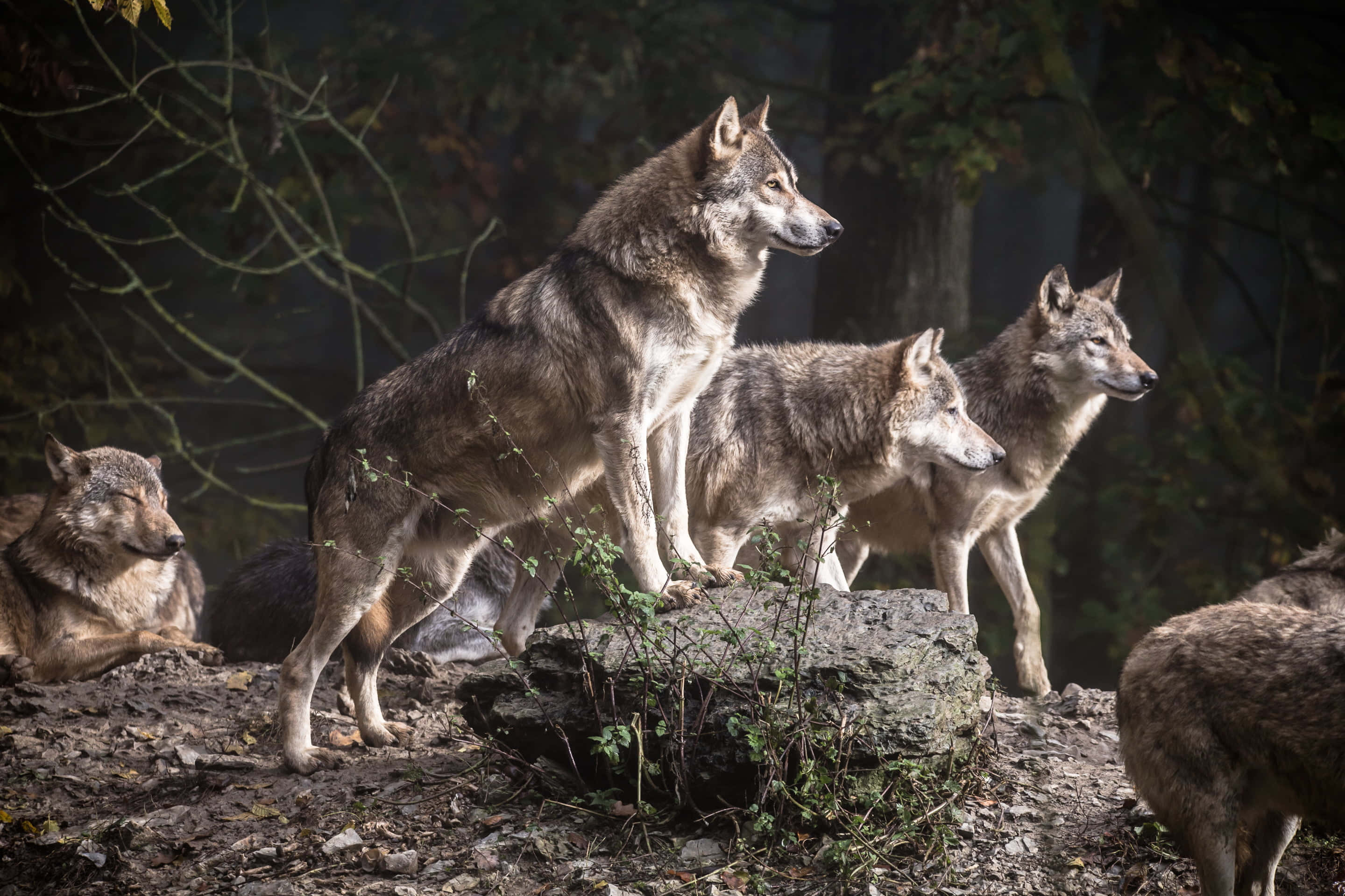 cute wolves, mossy rock, misty forest, 2K Desktop Wallpaper