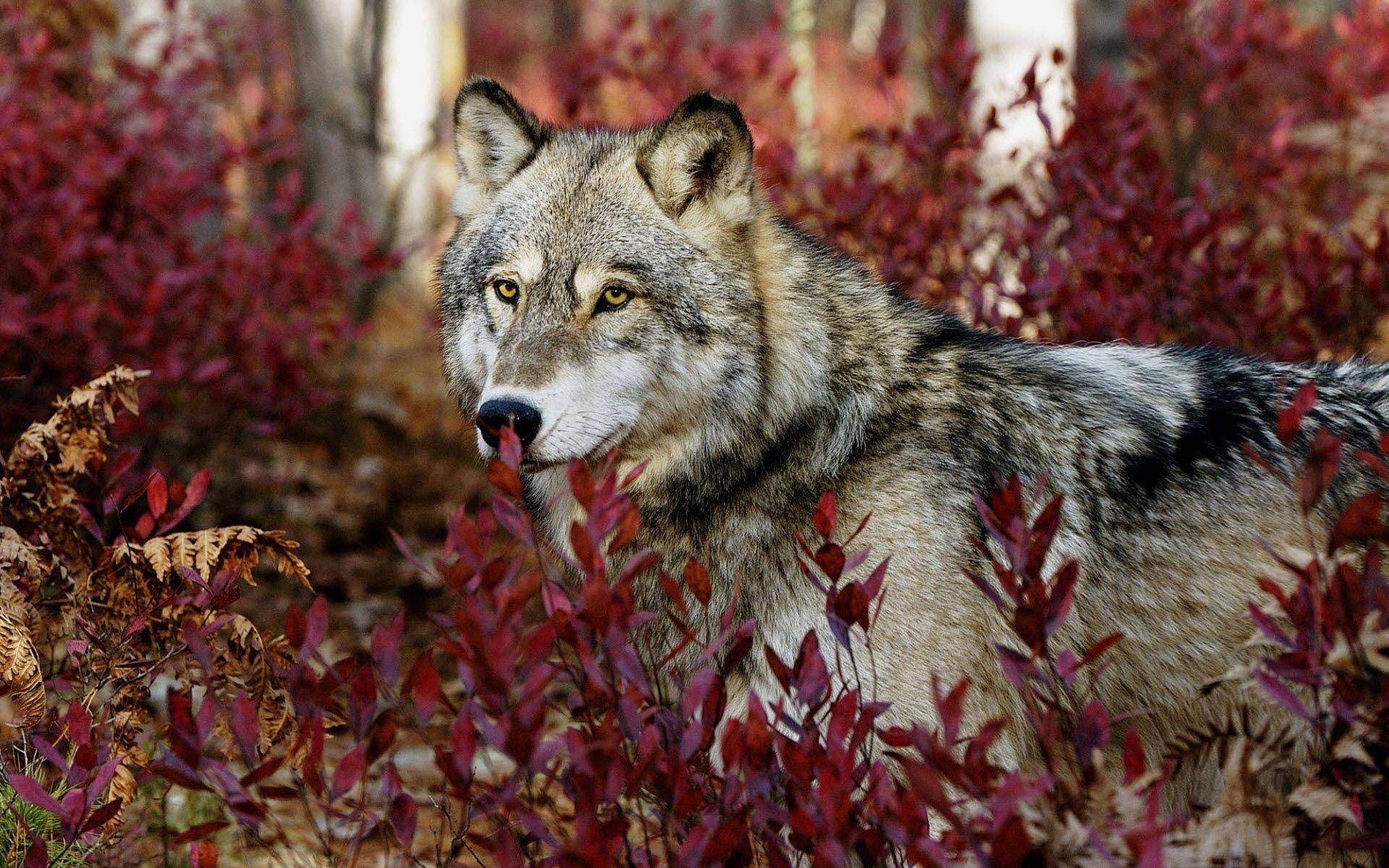 inconspicuous wolf desktop, gray wolf, piercing yellow eyes, Full HD Desktop Wallpaper
