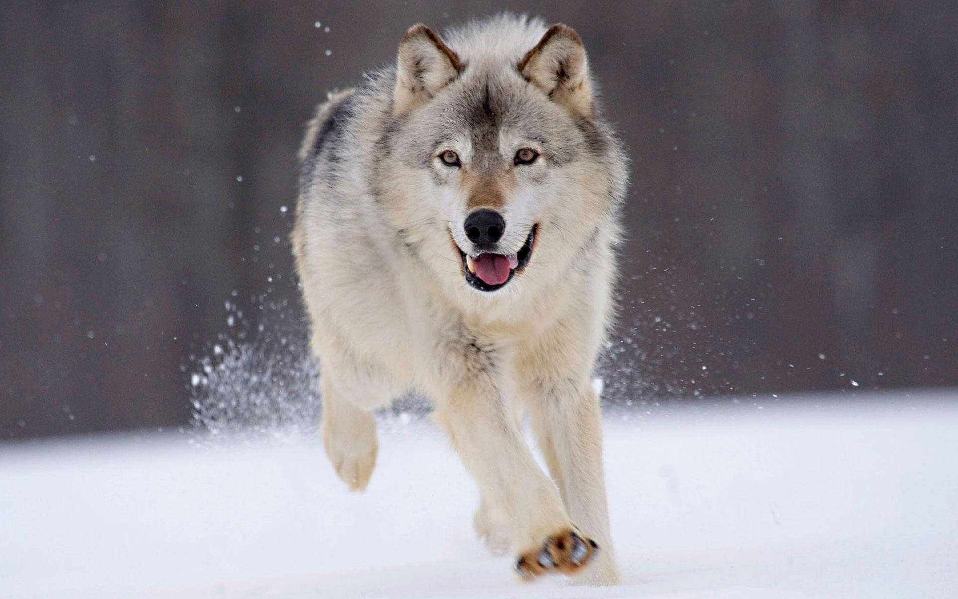 gray wolf, falling snow, winter forest, Full HD Desktop Wallpaper