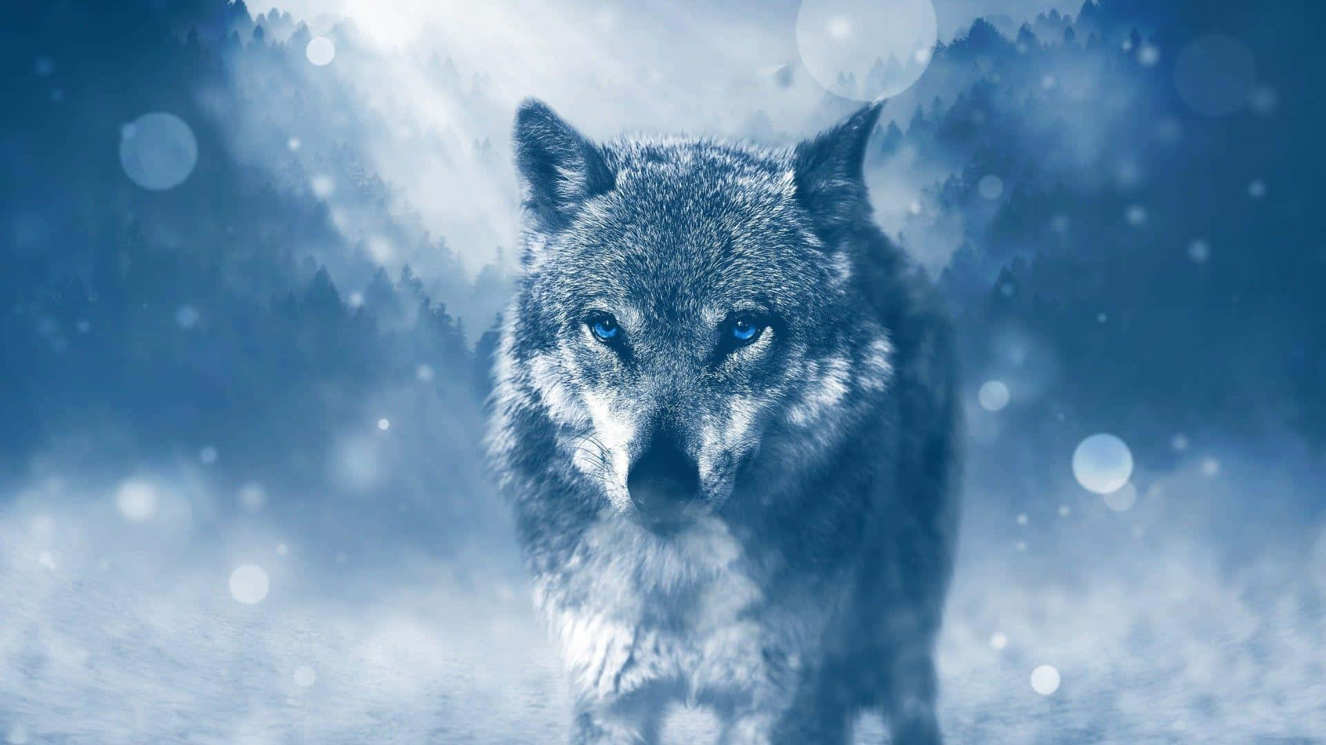 majestic blue eyed wolf, piercing blue eyes, snowy forest, Full HD Desktop Wallpaper