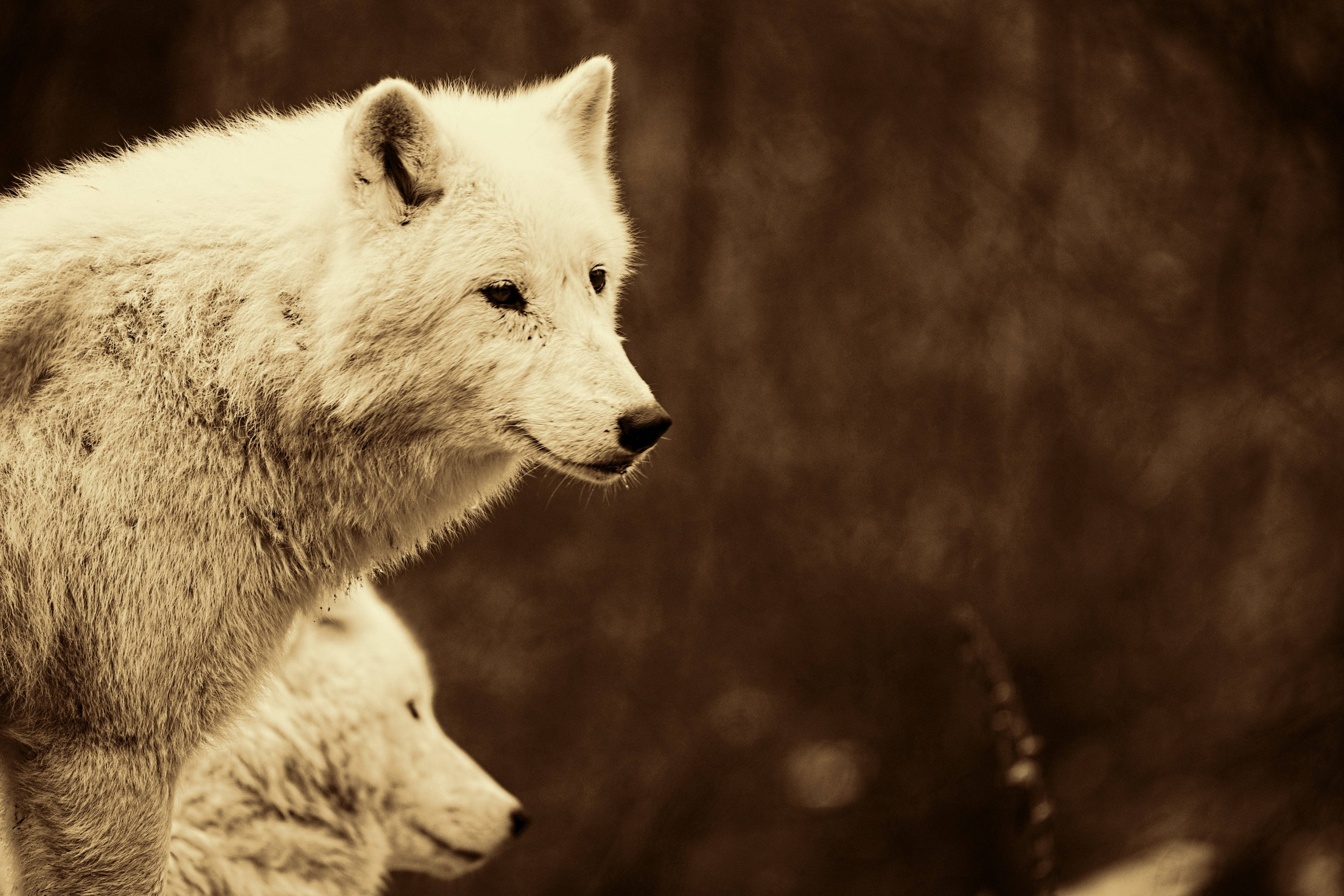 white wolves, sepia-toned forest, profile, 4K Desktop Wallpaper