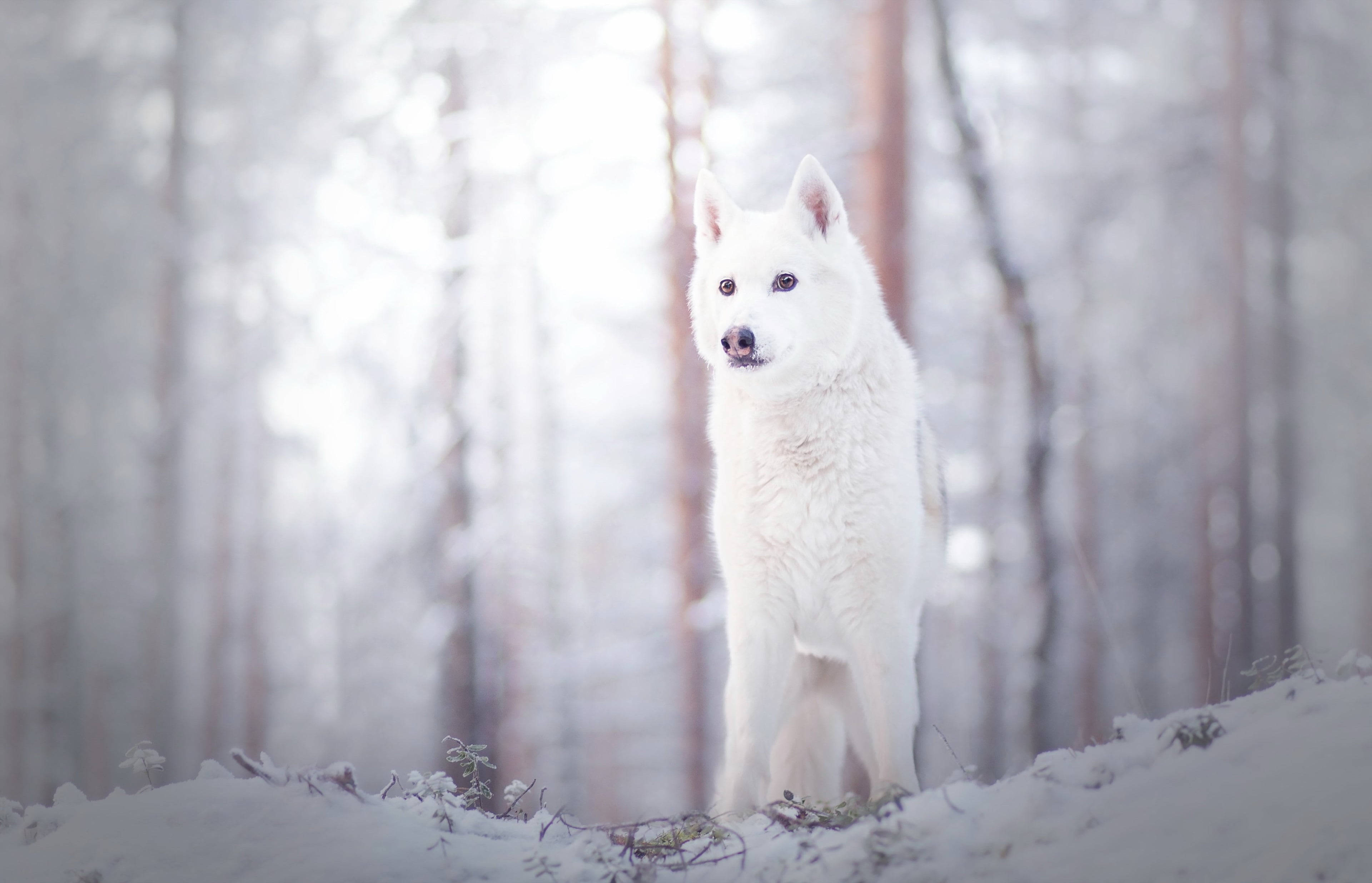 white wolf, snowy forest, diffused winter light, 4K Desktop Wallpaper