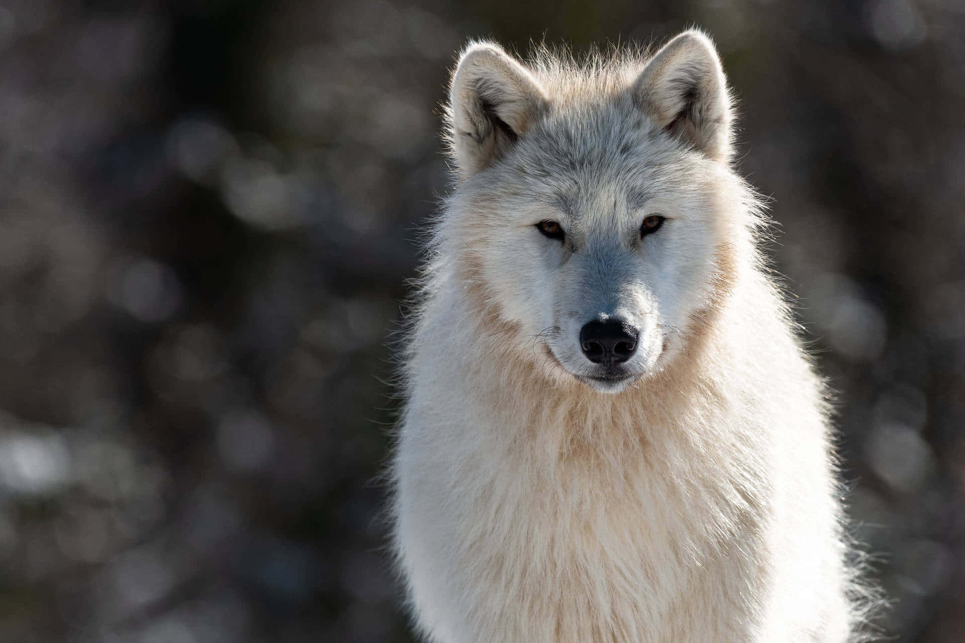 white wolf, piercing eyes, blurred natural backdrop, Full HD Desktop Wallpaper