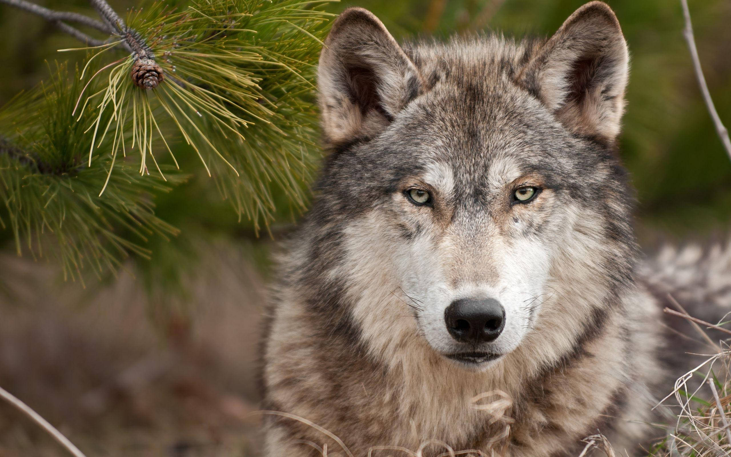 gray wolf, piercing green eyes, pine needles, 2K Desktop Wallpaper