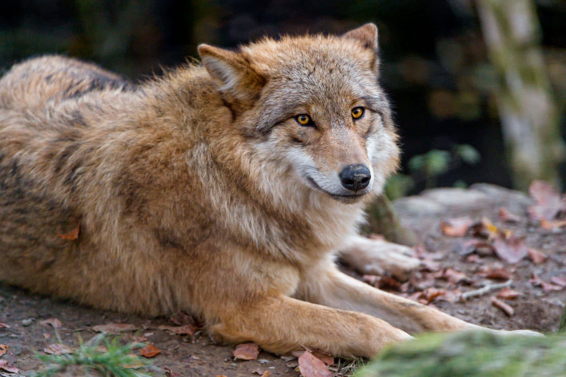 wolf aesthetic, golden eyes, forest ground, Full HD Desktop Wallpaper
