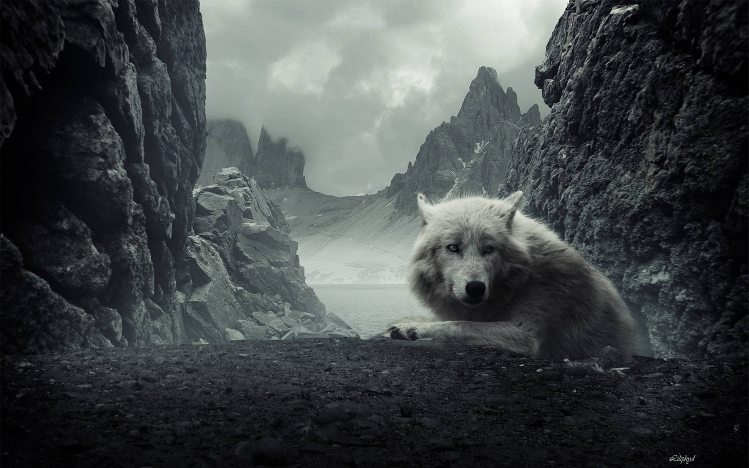 Somber-Eyed Wolf Desktop, white wolf, rocky crevice, 2K Desktop Wallpaper