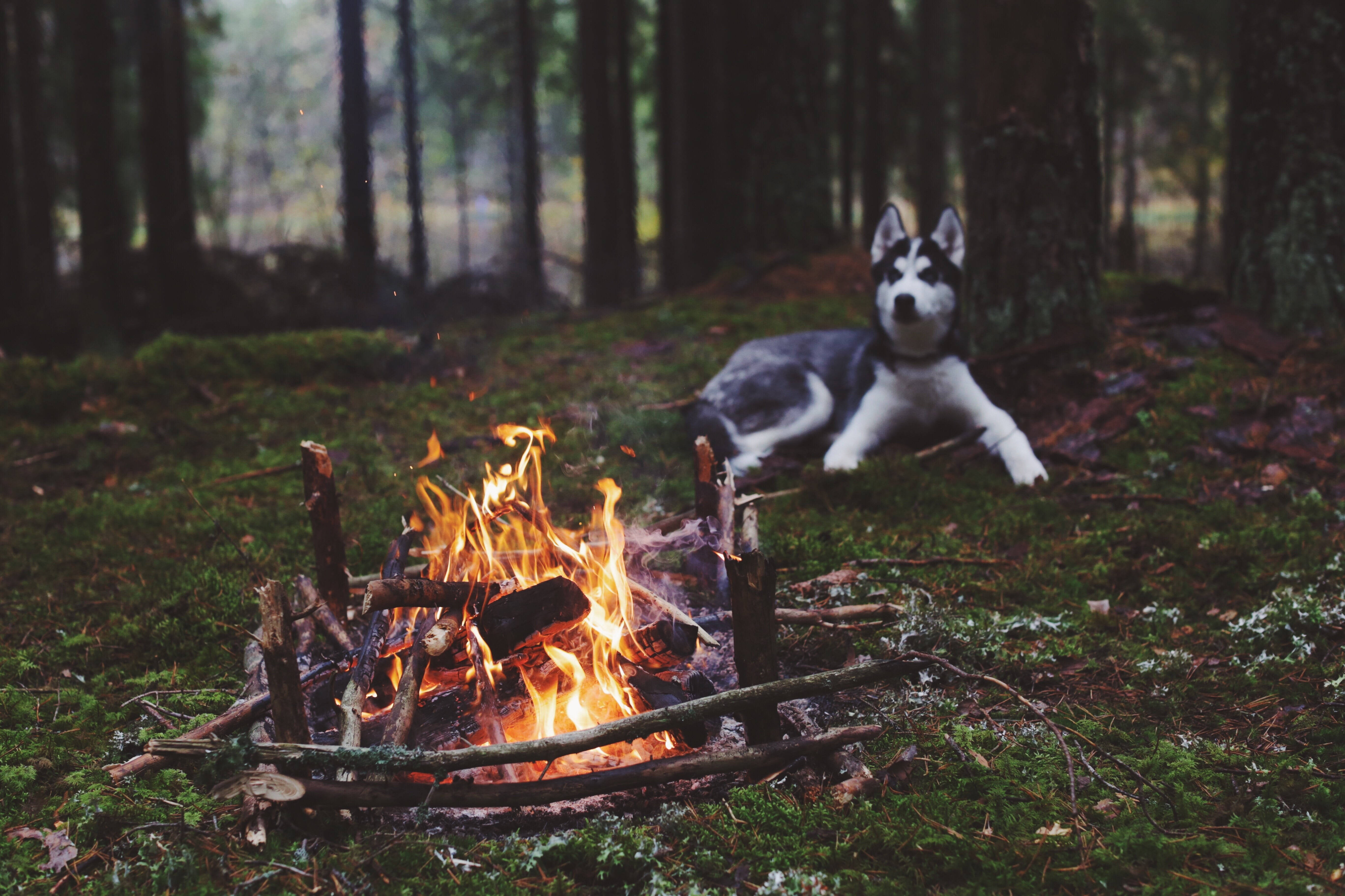 Wolf Desktop, husky dog, campfire, 5K Desktop Wallpaper