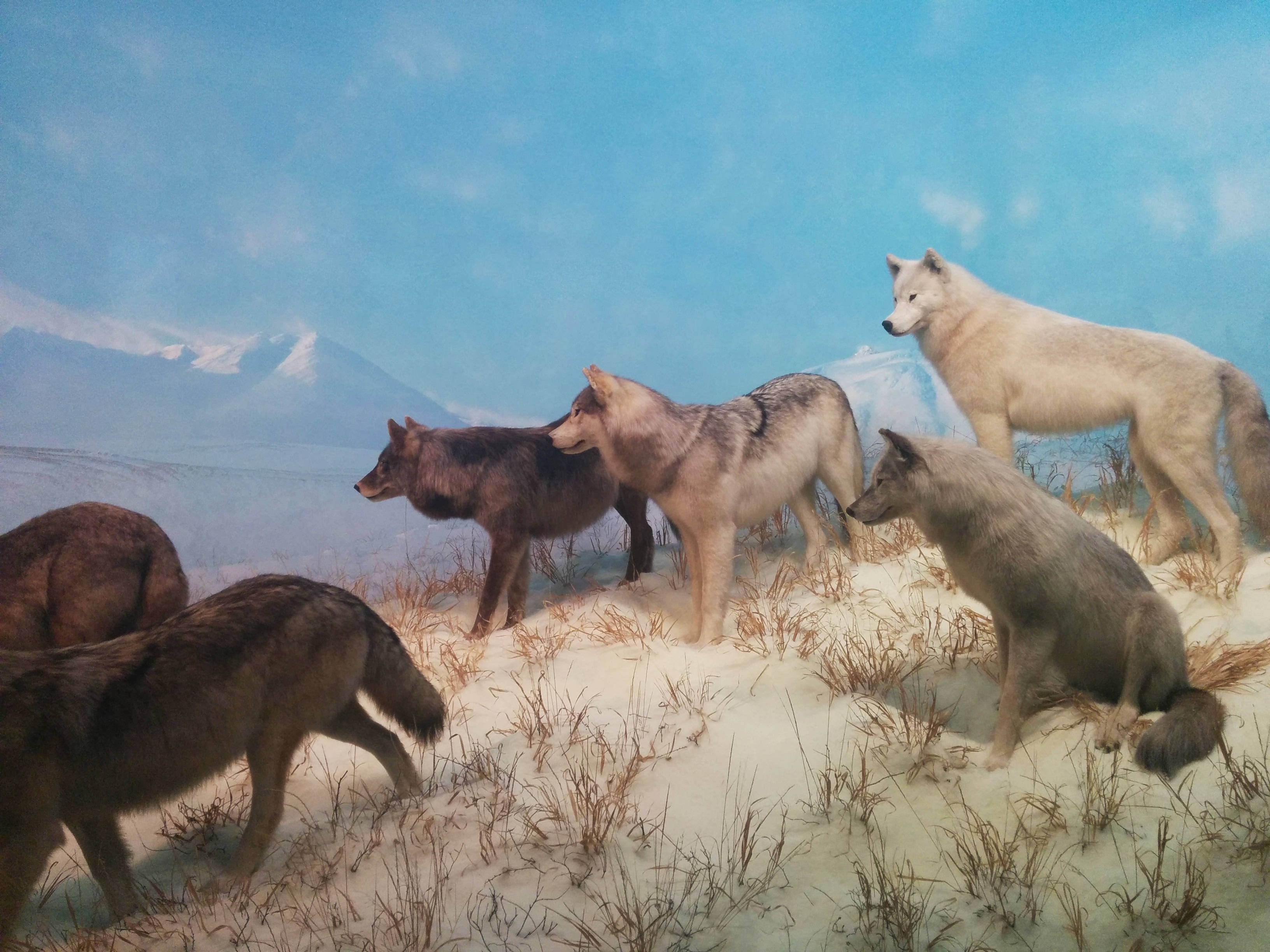 Pack of Wolf Desktop, taxidermy display, wolves, 2K Desktop Wallpaper