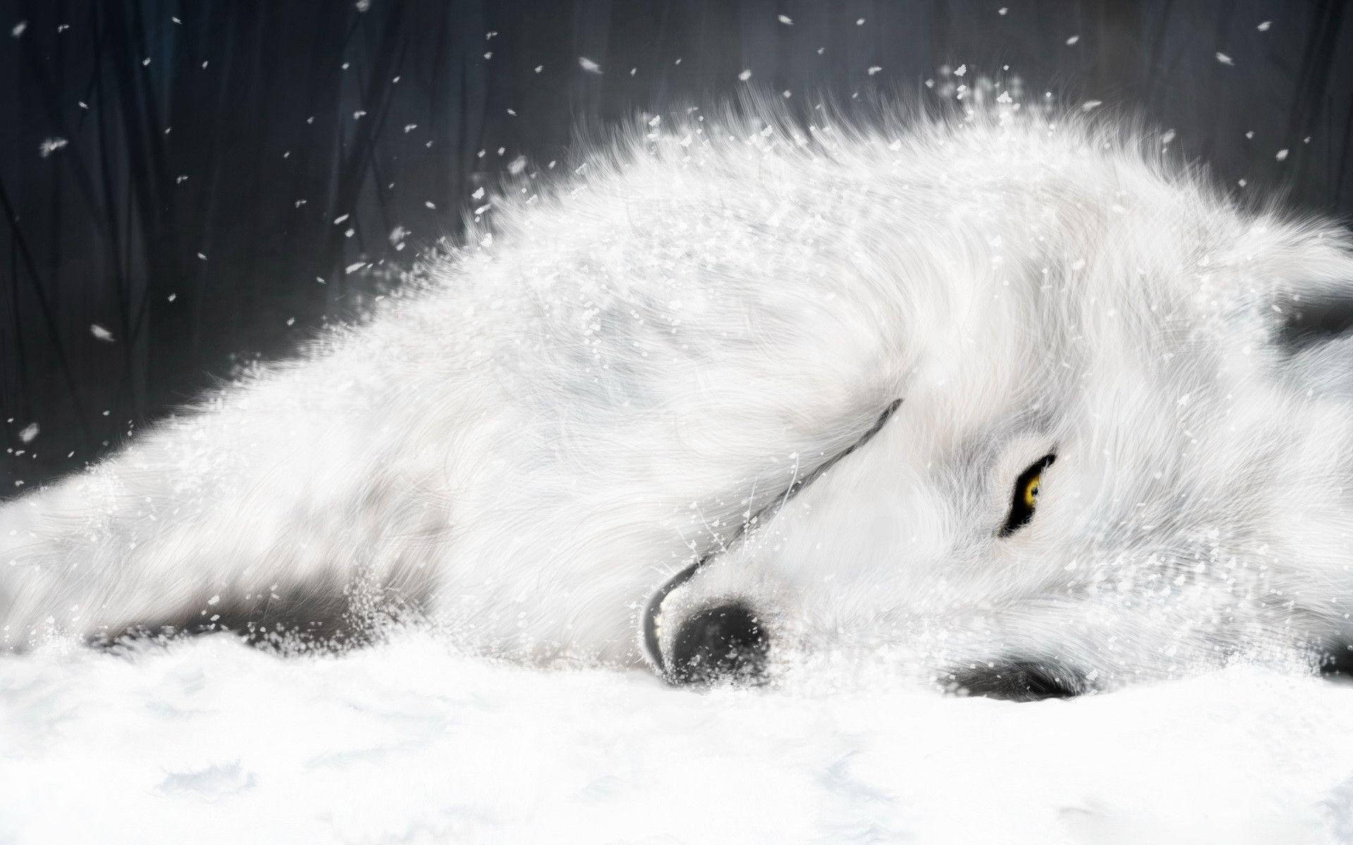 relaxed wolf desktop, white wolf, golden eyes, Full HD Desktop Wallpaper