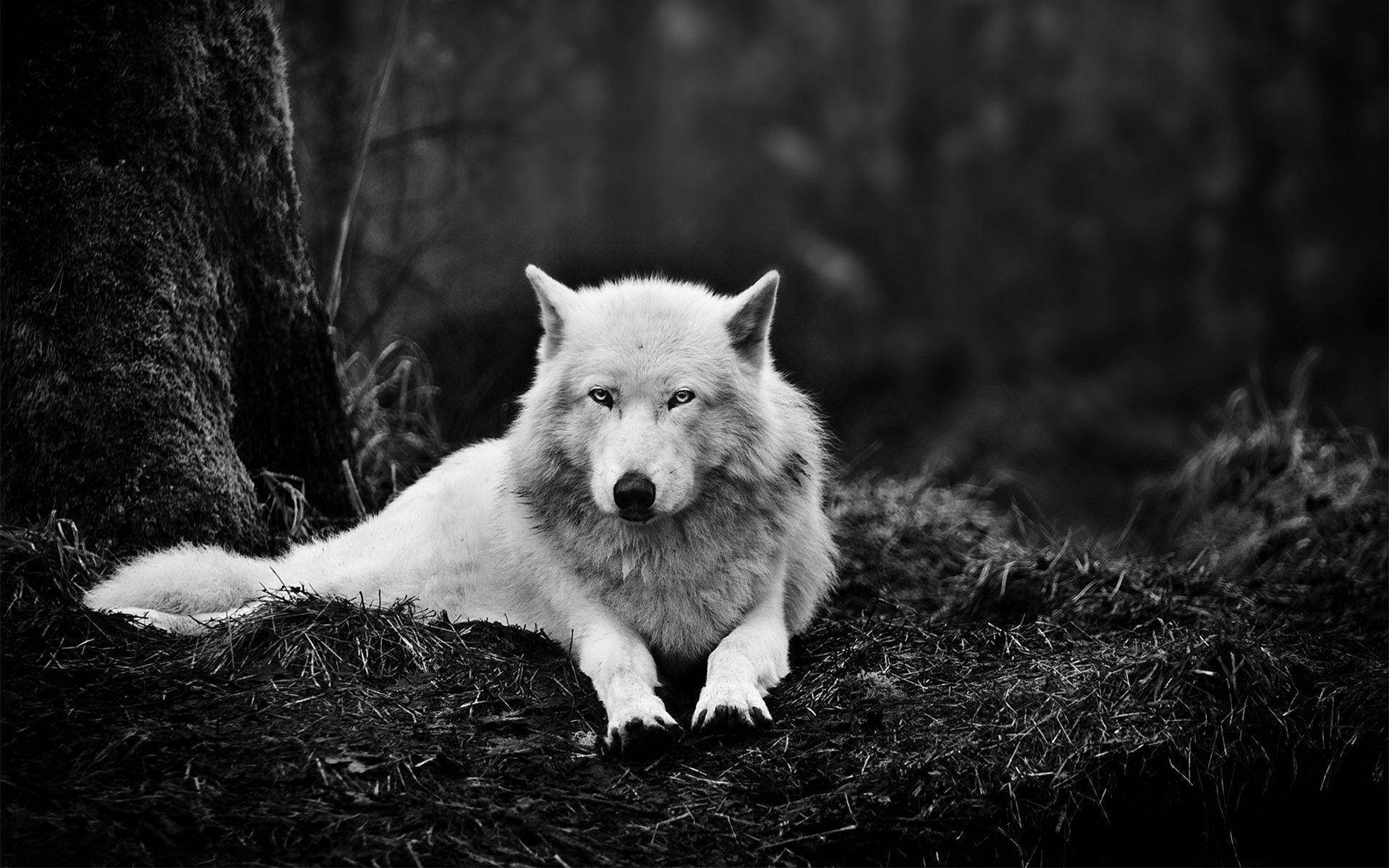 monochromatic wolf, white wolf, dark forest floor, Full HD Desktop Wallpaper