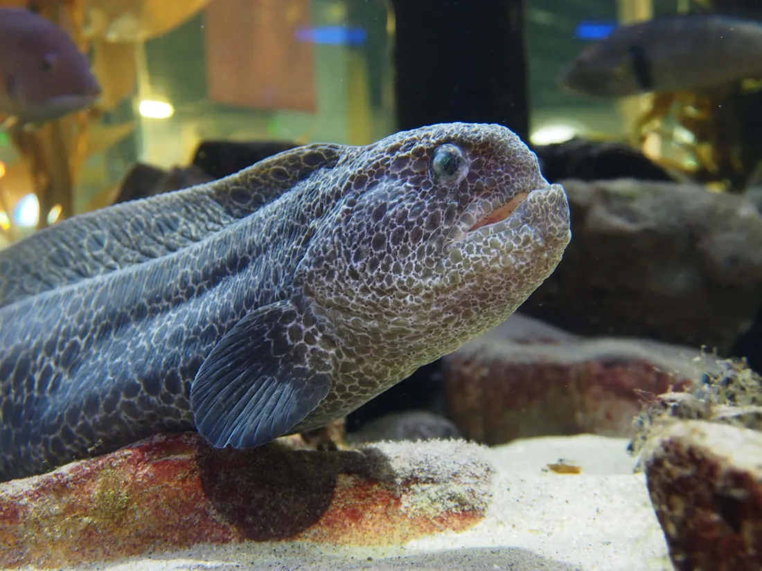 Wolf Eel