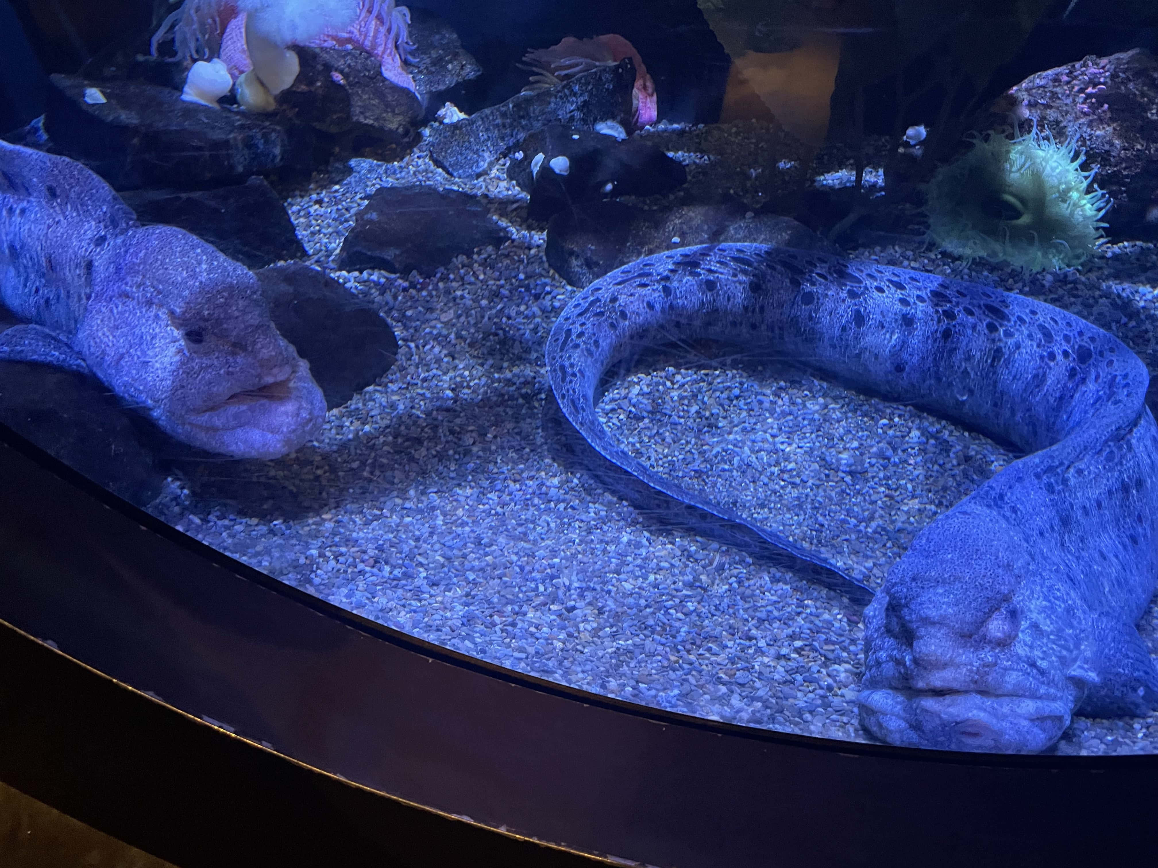 Wolf Eel, aquarium habitat, gravel, 4K Desktop Wallpaper