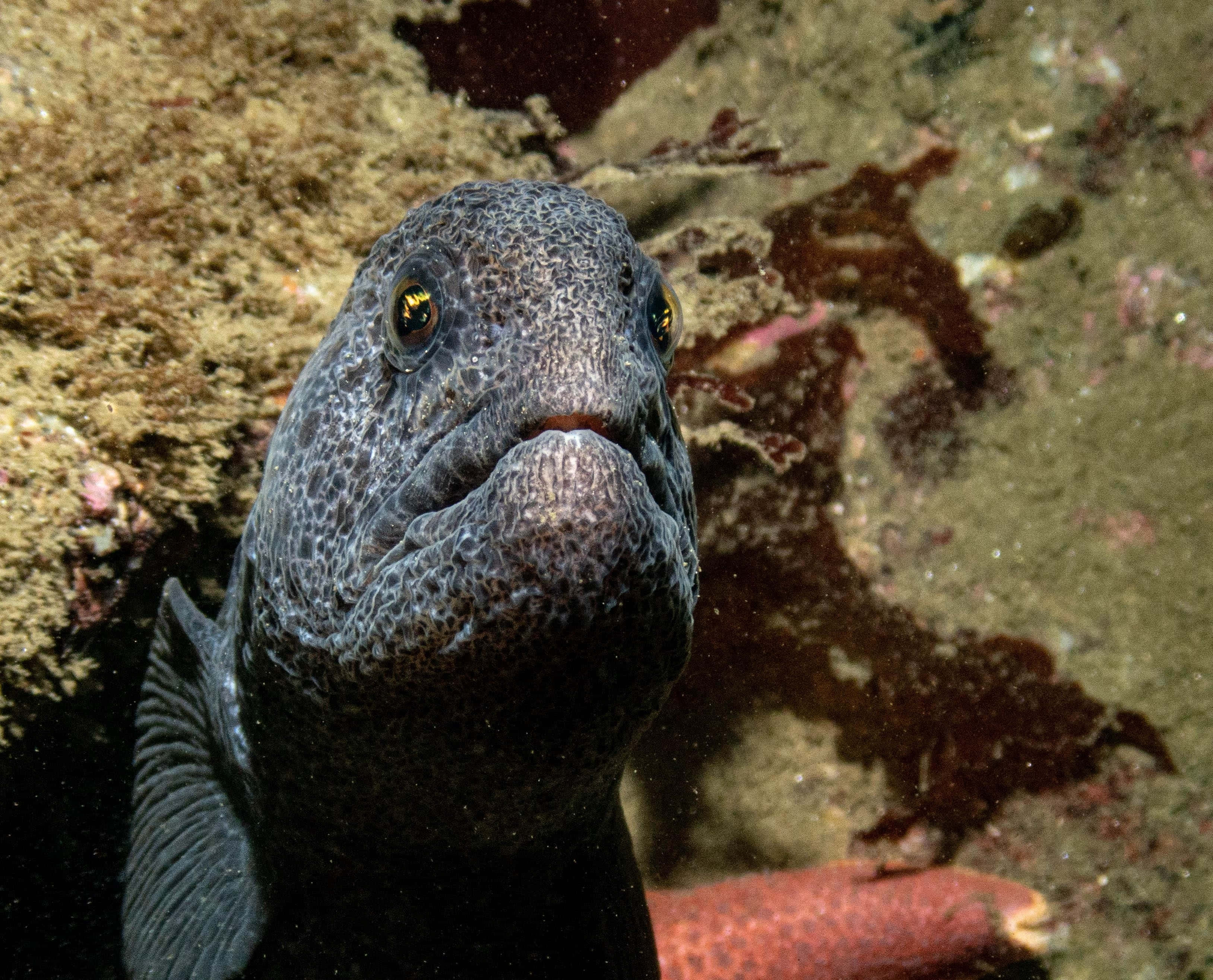 Wolf Eel, dark speckled moray eel, golden eyes, 2K Desktop Wallpaper
