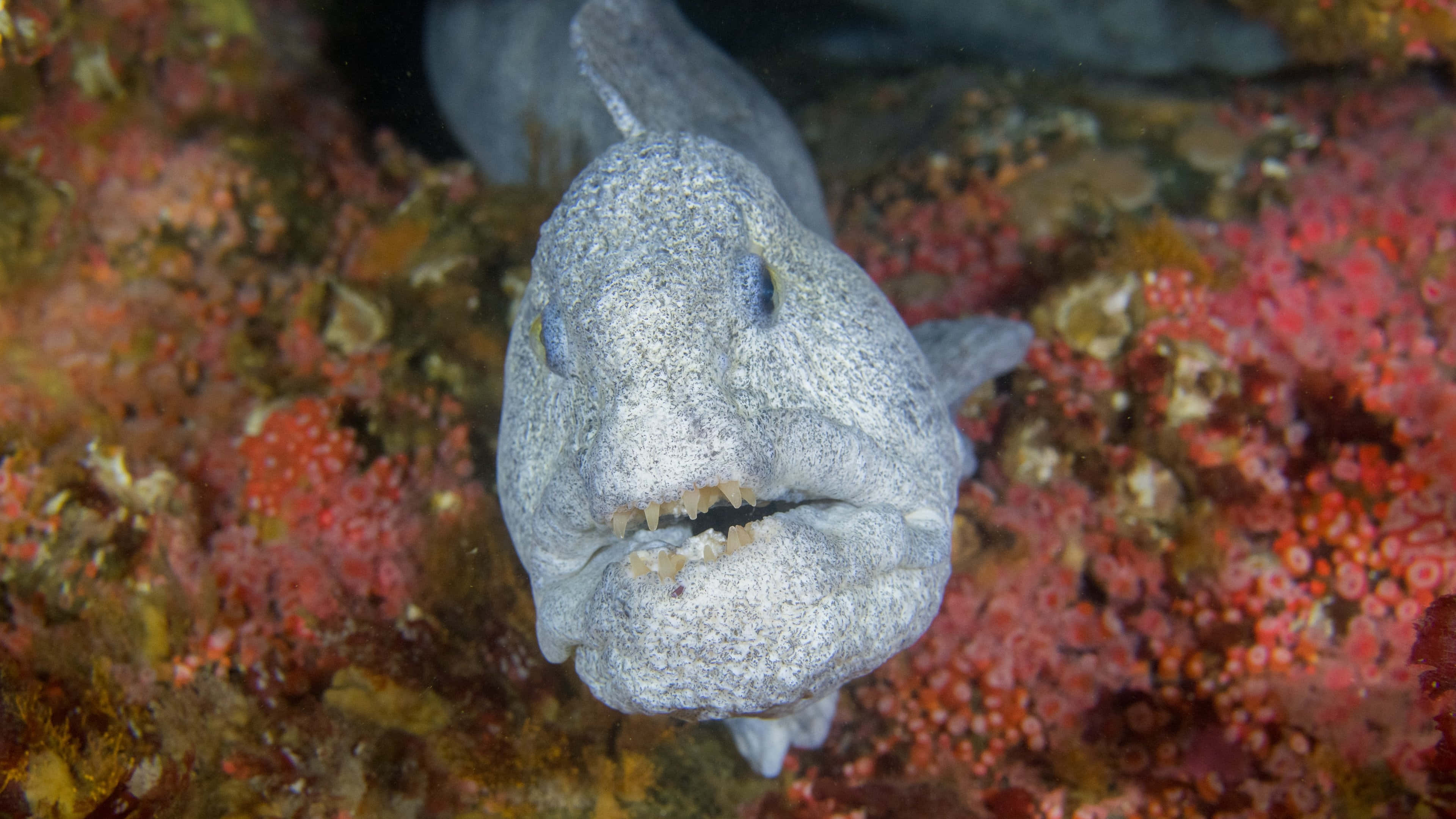 Wolf Eel, gray textured eel, blue eyes, 4K Desktop Wallpaper