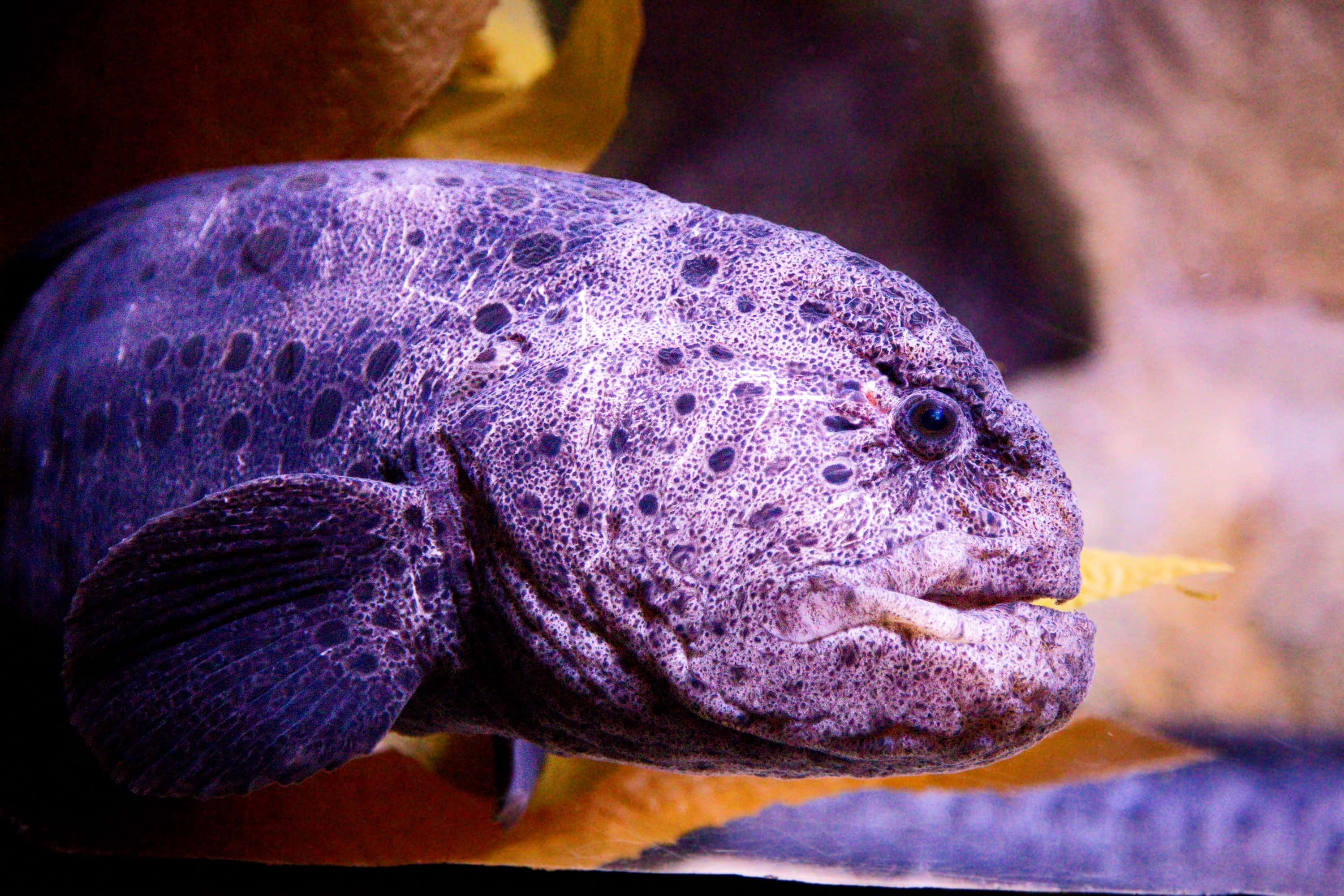 Wolf Eel, purple spotted, wide mouth, 2K Desktop Wallpaper