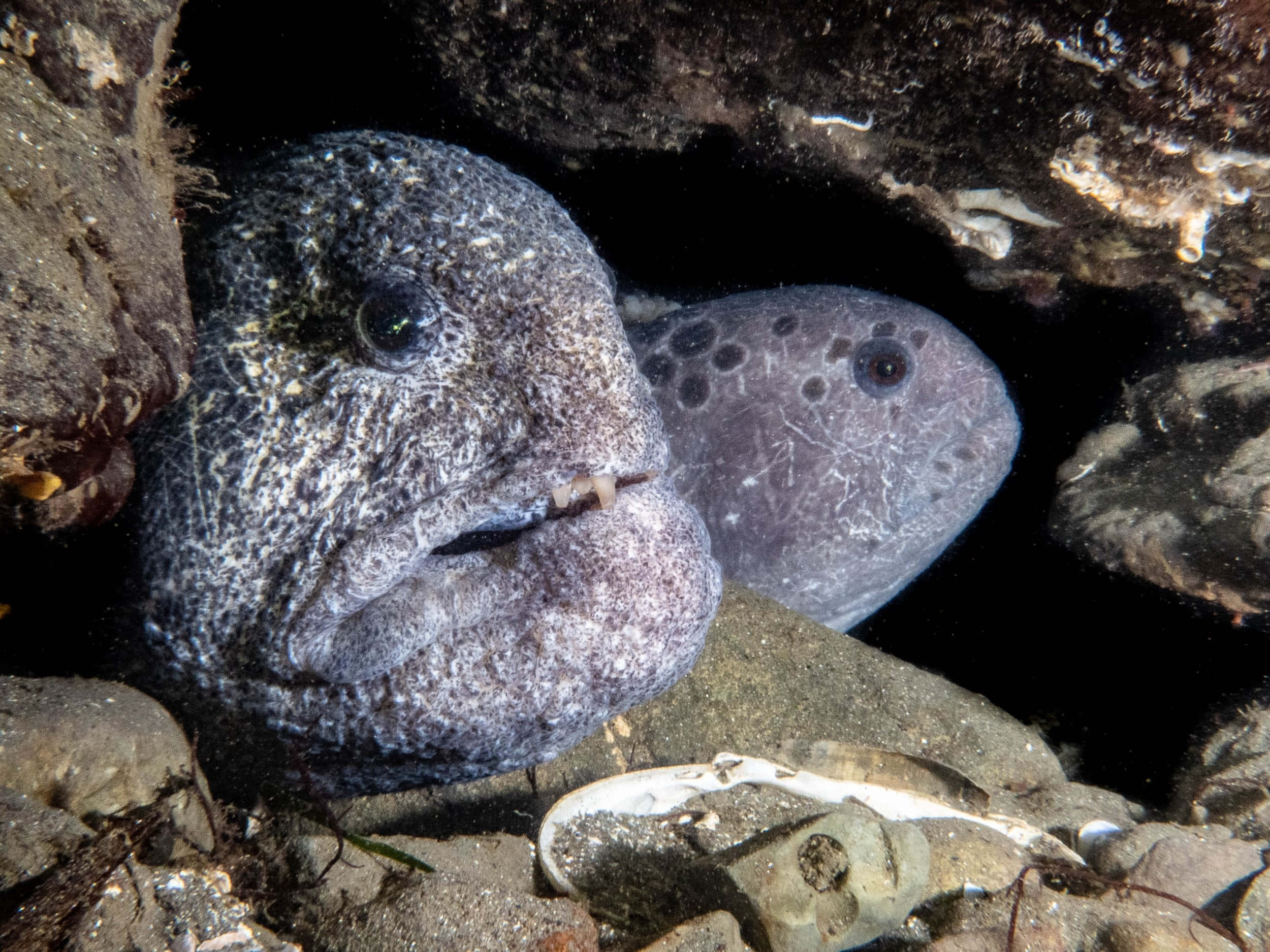 Wolf Eel, rocks, underwater, Full HD Desktop Wallpaper