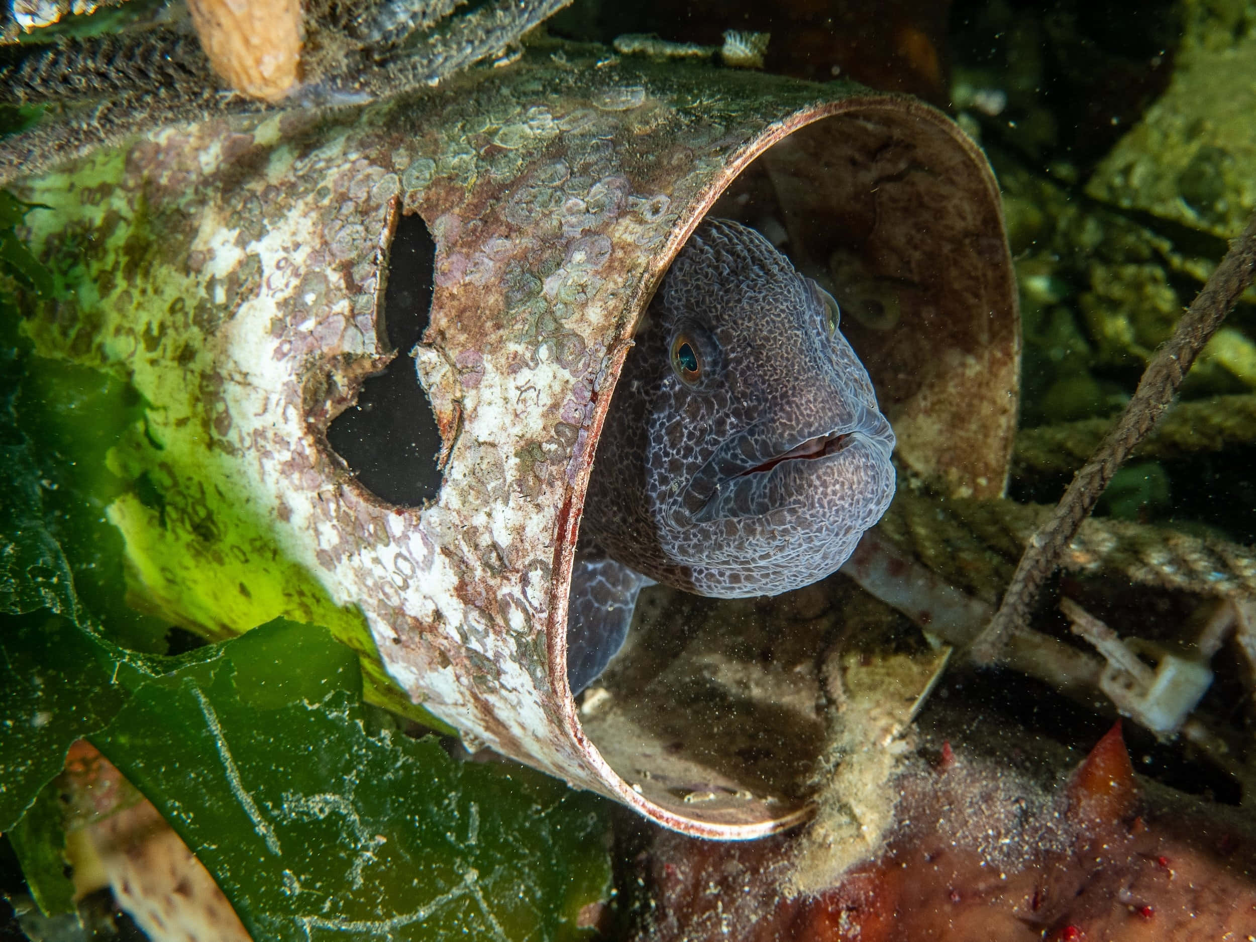 Wolf Eel, rusty pipe, green seaweed, Full HD Desktop Wallpaper