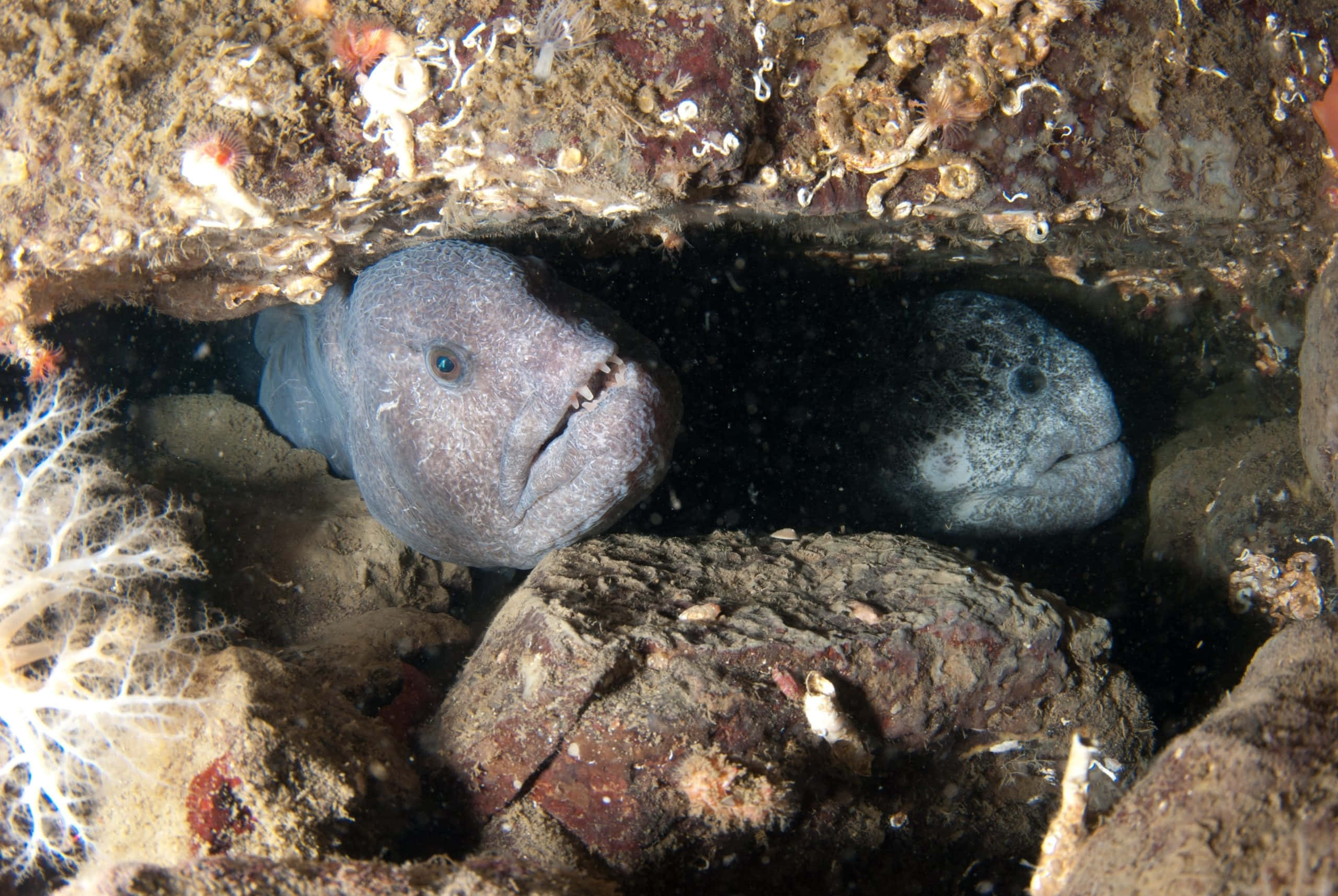 Wolf Eel, rocky den, gray moray eels, 2K Desktop Wallpaper
