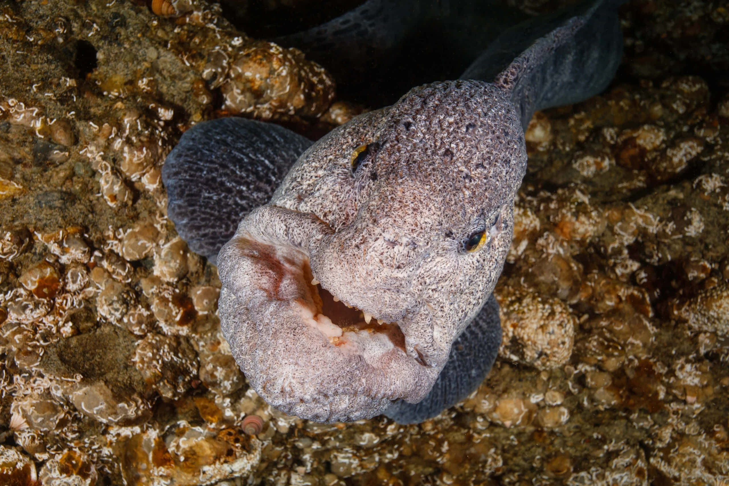 Wolf Eel, natural habitat, rocky ocean floor, 2K Desktop Wallpaper