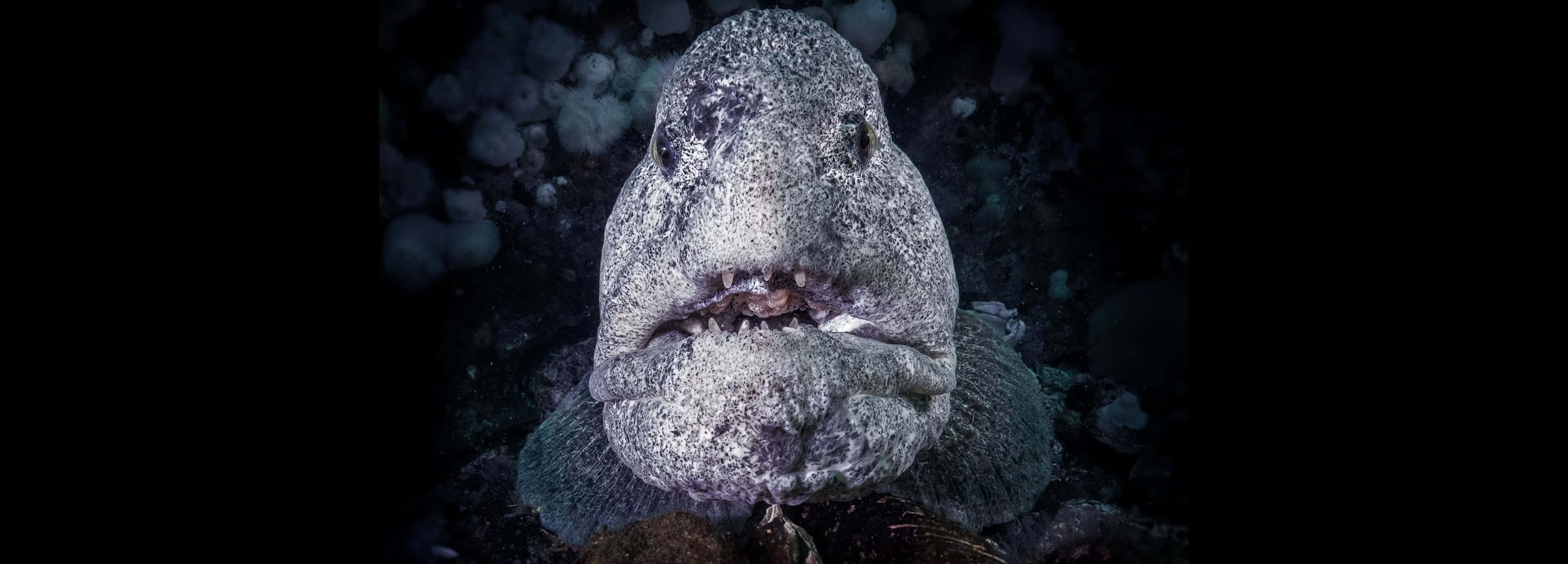 Wolf Eel, close up portrait, textured gray fish, 2K Desktop Wallpaper