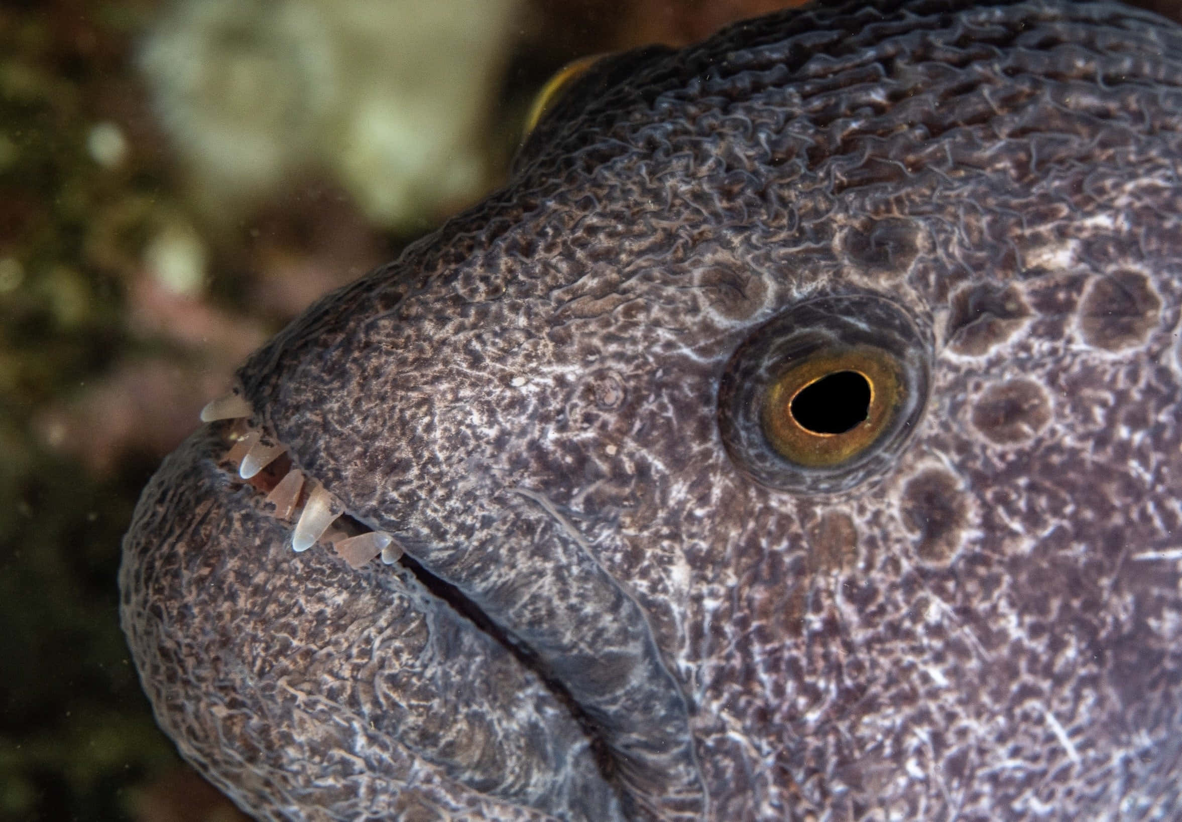 Wolf Eel, golden eye, sharp teeth, Full HD Desktop Wallpaper