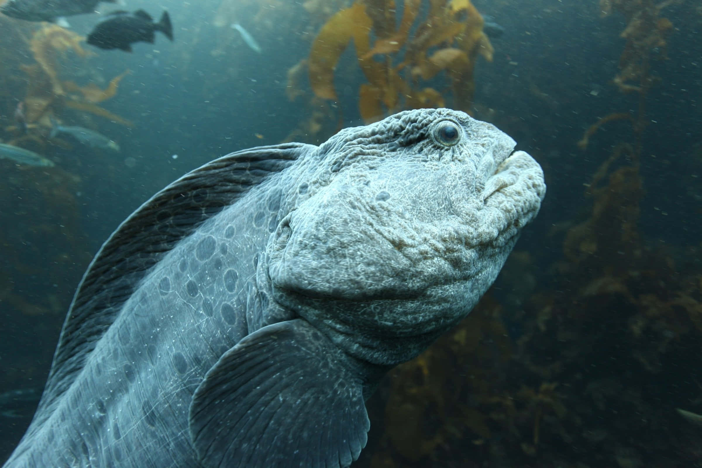 Wolf Eel, gray fish, spotted fins, Full HD Desktop Wallpaper