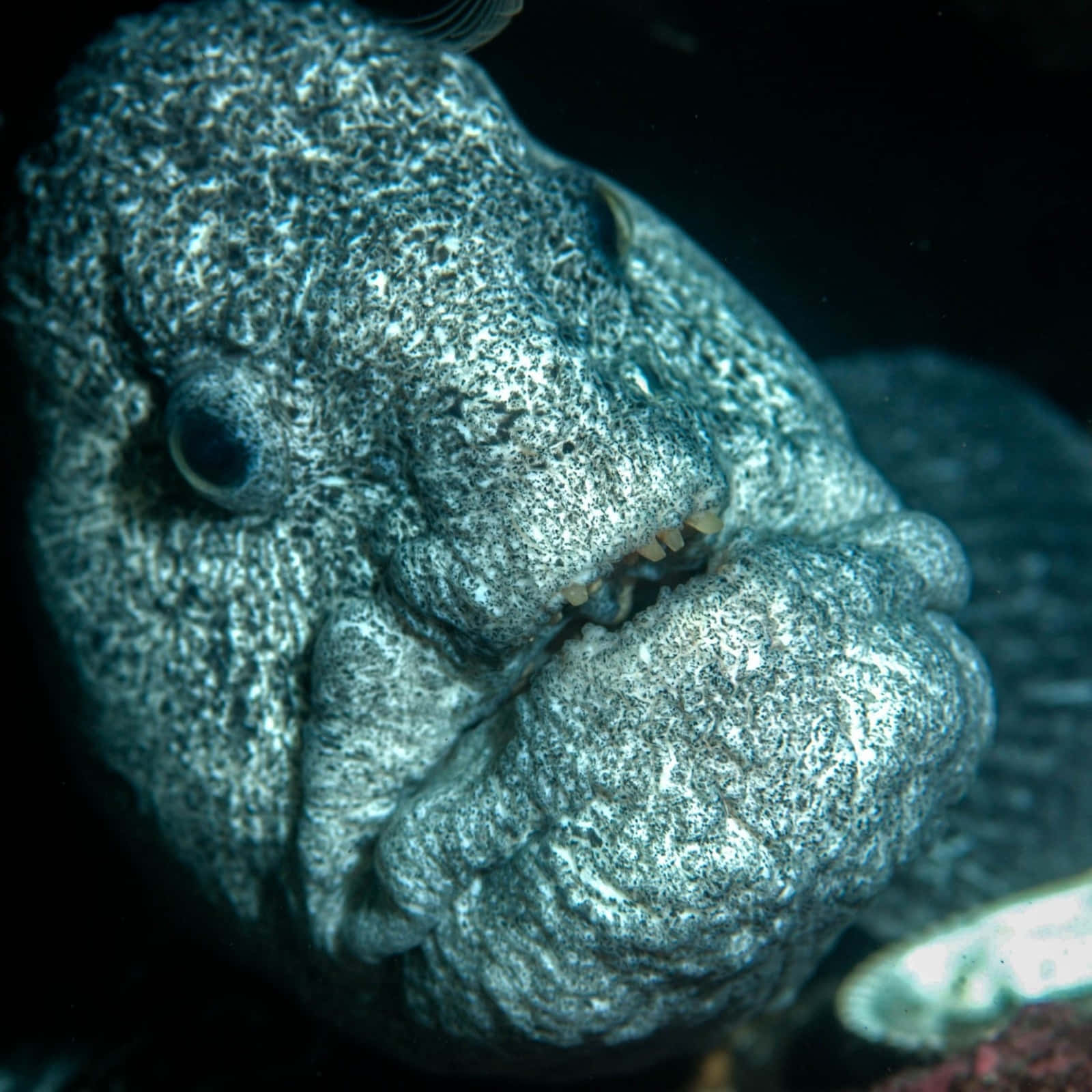 Wolf Eel, moray eel, textured, HD Desktop Wallpaper