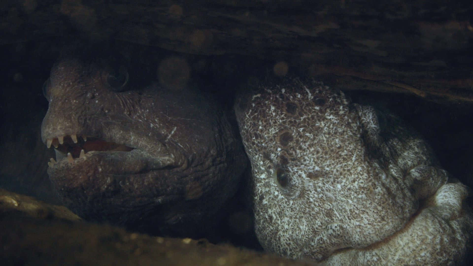 Wolf Eel, rocky overhang, murky underwater darkness, Full HD Desktop Wallpaper
