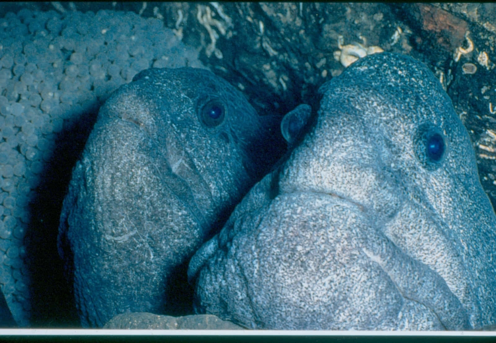 Wolf Eel, eggs, rocky crevice, HD Desktop Wallpaper