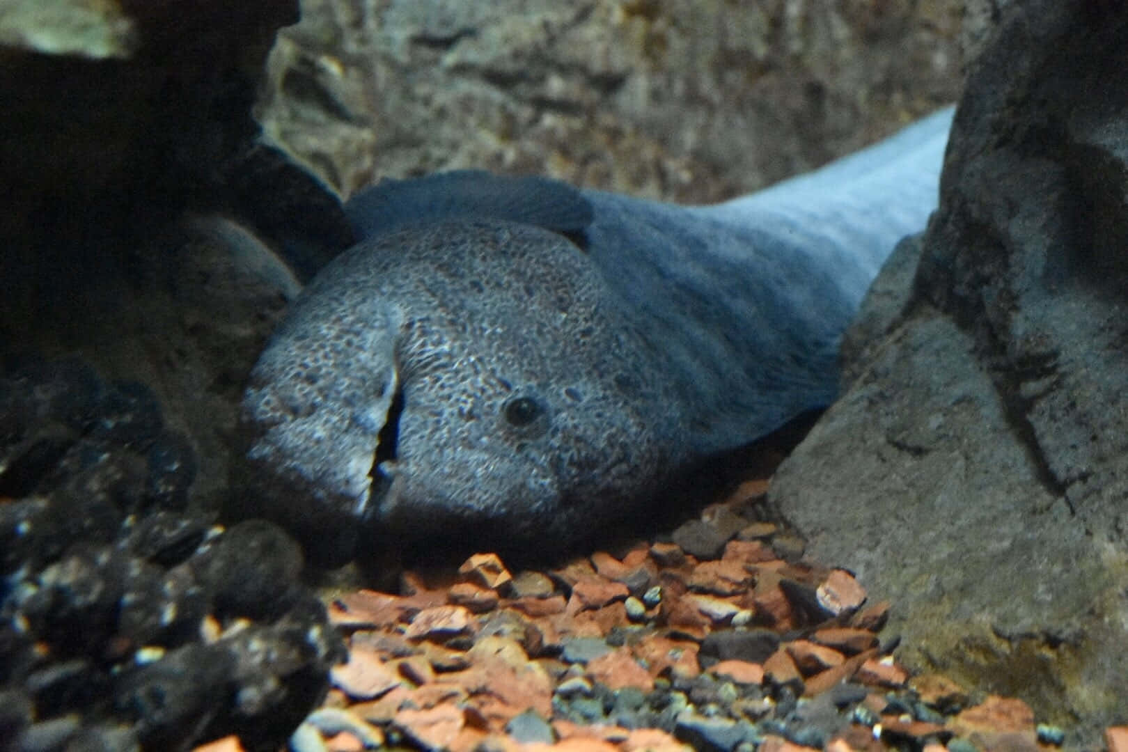 Wolf Eel, rocky den, dark gray body, HD Desktop Wallpaper
