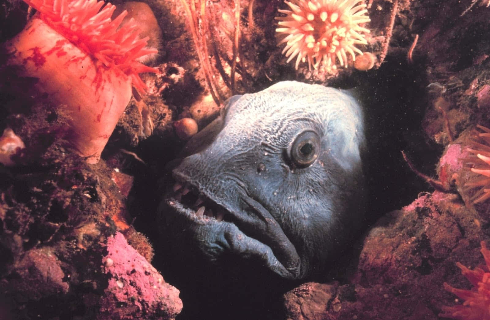 Wolf Eel, pale blue fish, large eye, HD Desktop Wallpaper