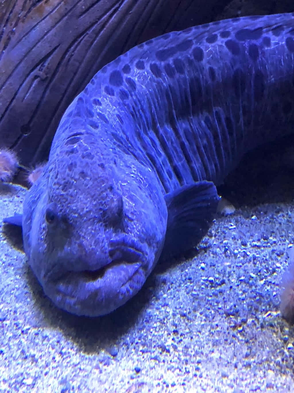 Blue Wolf Eel, aquarium, sandy substrate, HD Phone Wallpaper