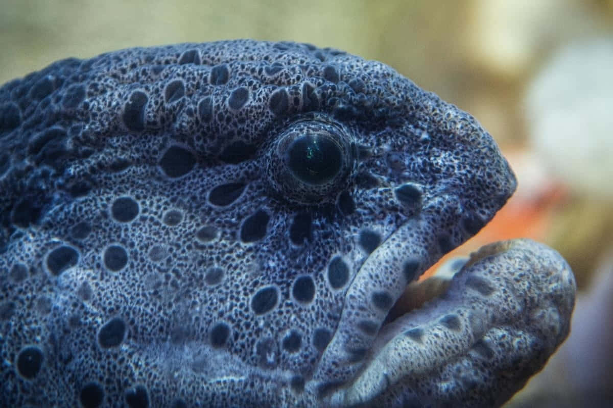 wolf eel, dark blue, spotted, SD Desktop Wallpaper