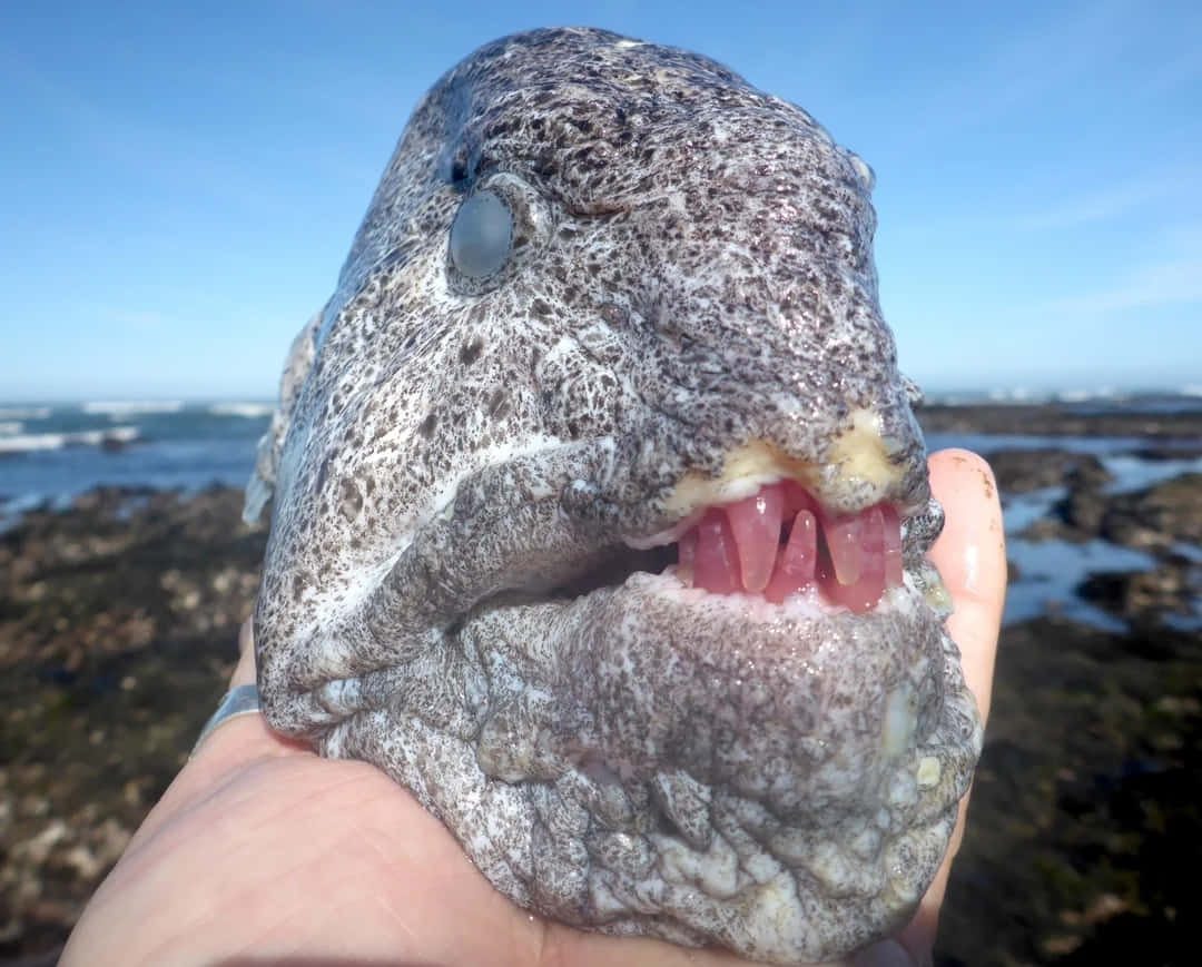 Wolf Eel, spotted fish head, sharp teeth, SD Desktop Wallpaper
