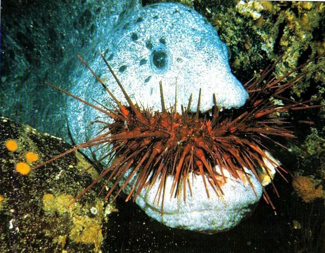 Wolf Eel, sea urchin, pale blue, SD Desktop Wallpaper