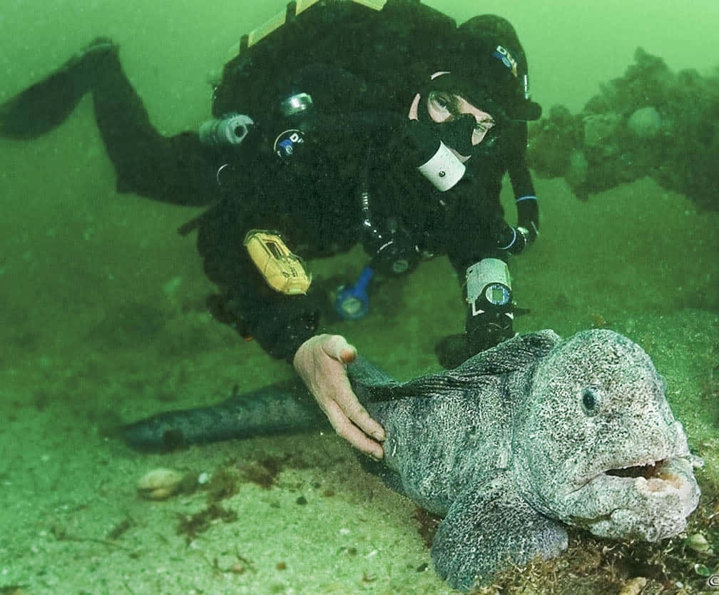 Wolf Eel, scuba diver, sandy ocean floor, SD Desktop Wallpaper