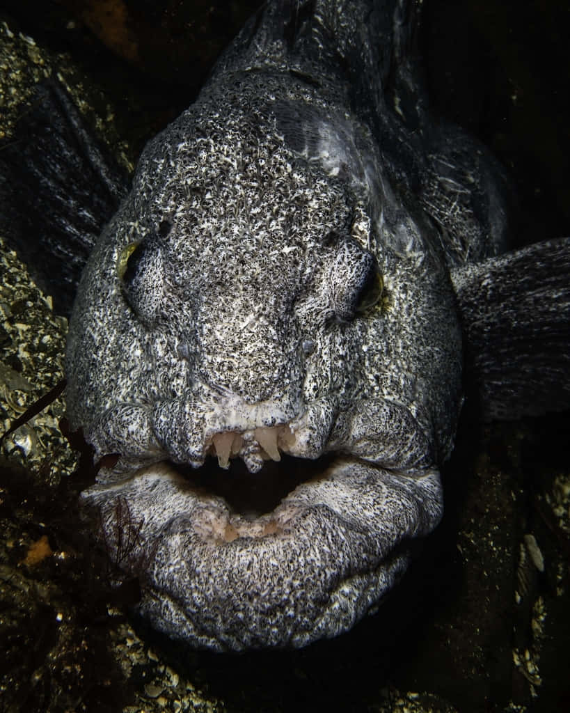 Wolf Eel, gray fish, sharp teeth, SD Phone Wallpaper