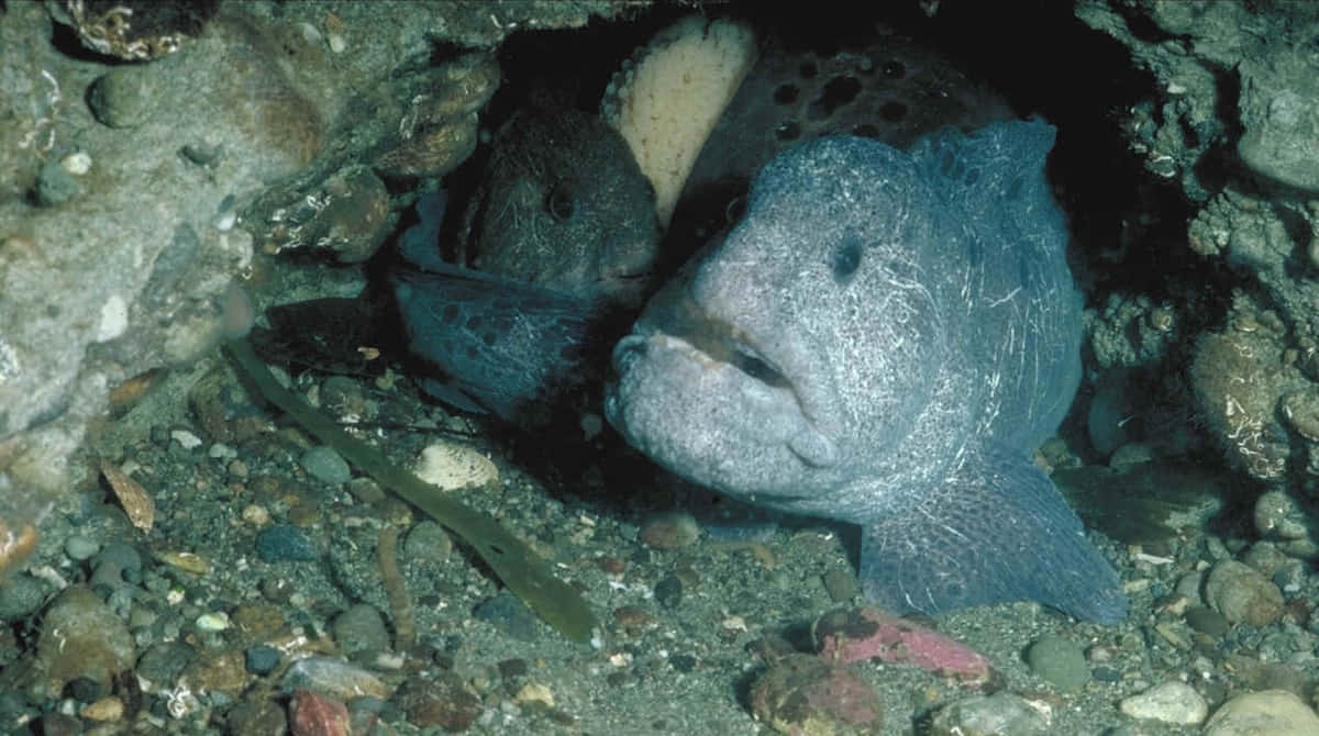 Wolf Eel, pale blue spotted fish, large eyes, SD Desktop Wallpaper