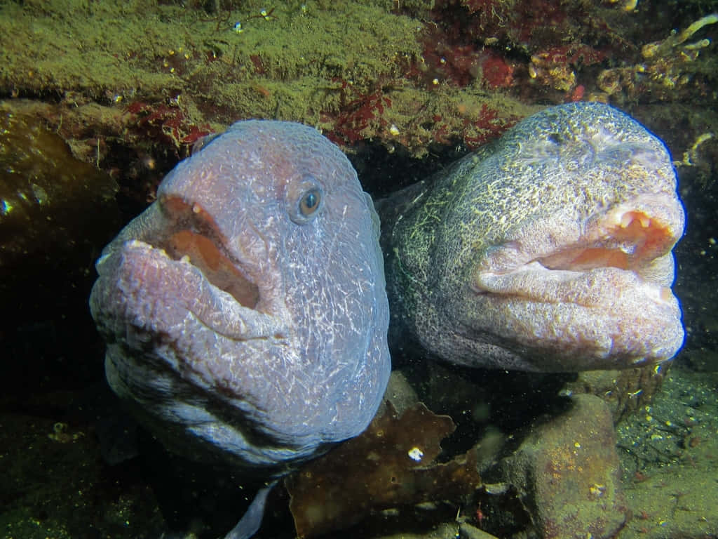 Wolf Eel, underwater, rocky crevice, SD Desktop Wallpaper