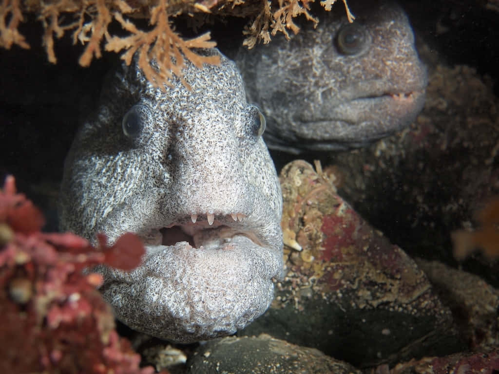 Wolf Eel, rocky crevice, orange and red coral, SD Desktop Wallpaper
