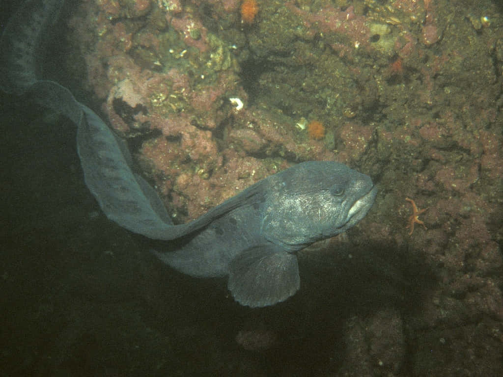 Wolf Eel, dark gray fish, broad head, SD Desktop Wallpaper
